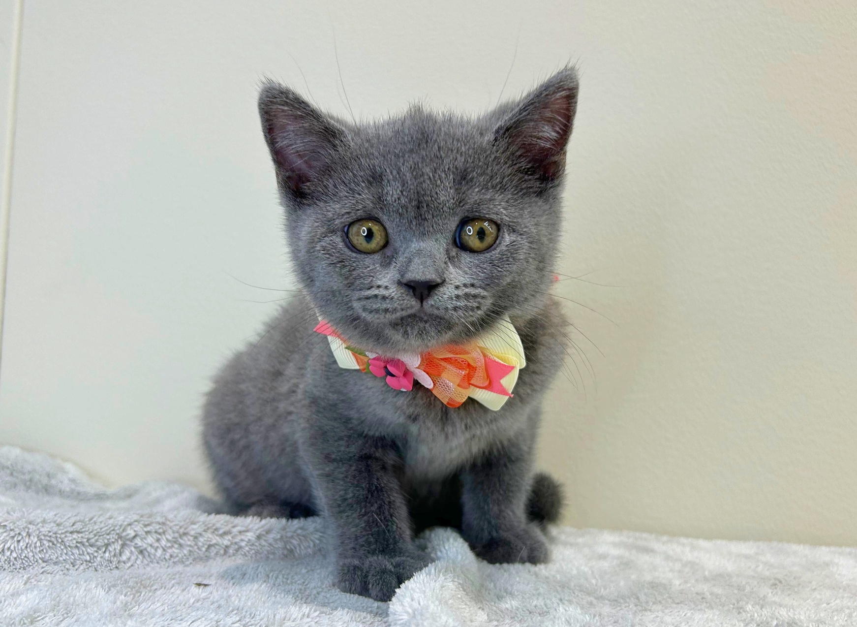 滋賀県のブリティッシュショートヘアー (ペッツワン堅田店/2025年9月2日生まれ/女の子/ブルー)の子猫の1枚目の画像