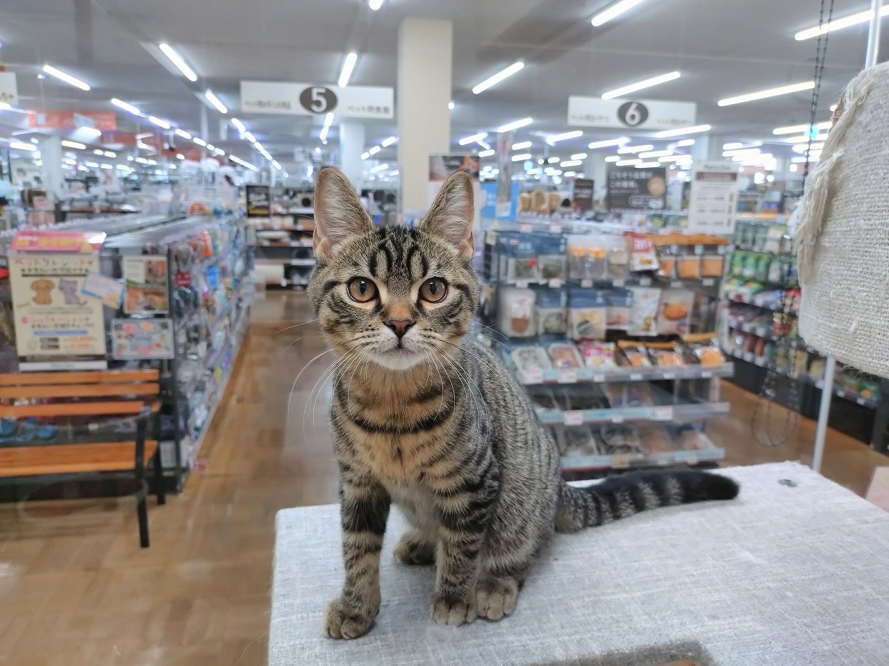 群馬県のマンチカン (ペッツワン青柳店/2025年7月3日生まれ/男の子/ブラウンタビー)の子猫の1枚目の画像
