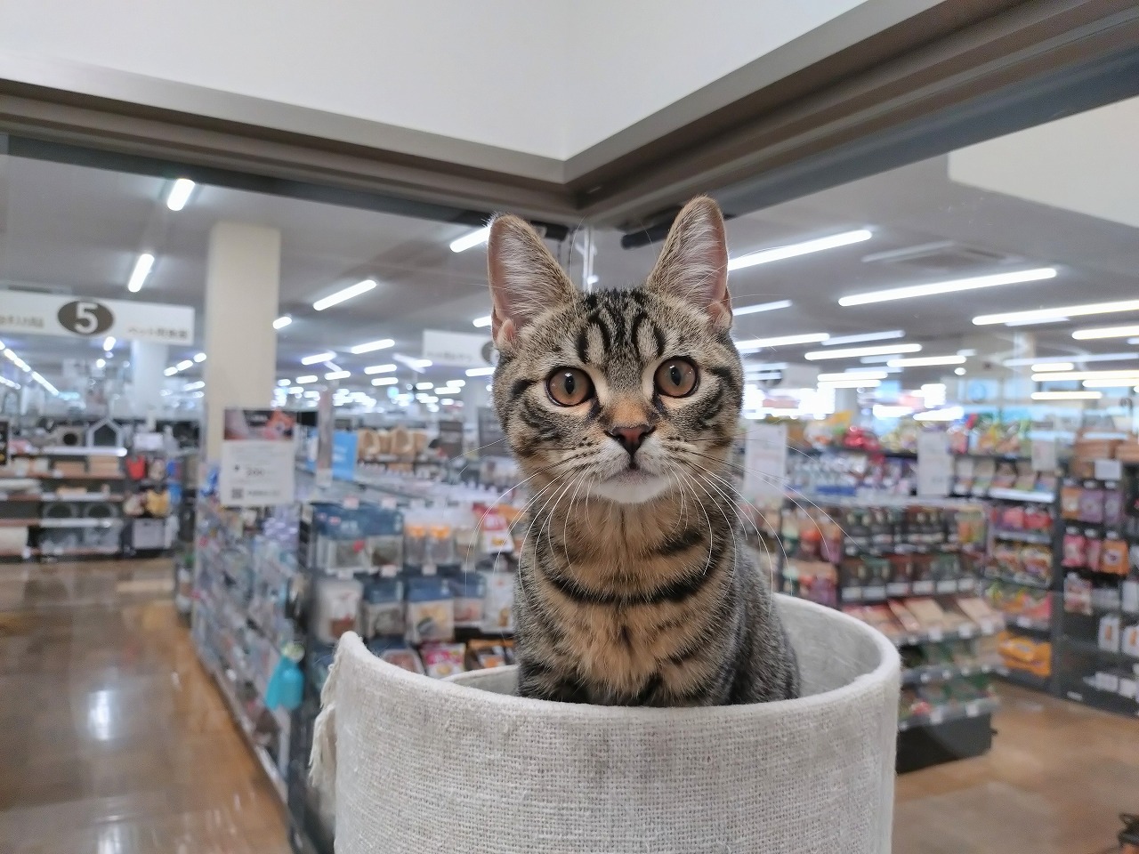 群馬県のマンチカン (ペッツワン青柳店/2025年7月3日生まれ/男の子/ブラウンタビー)の子猫の3枚目の画像
