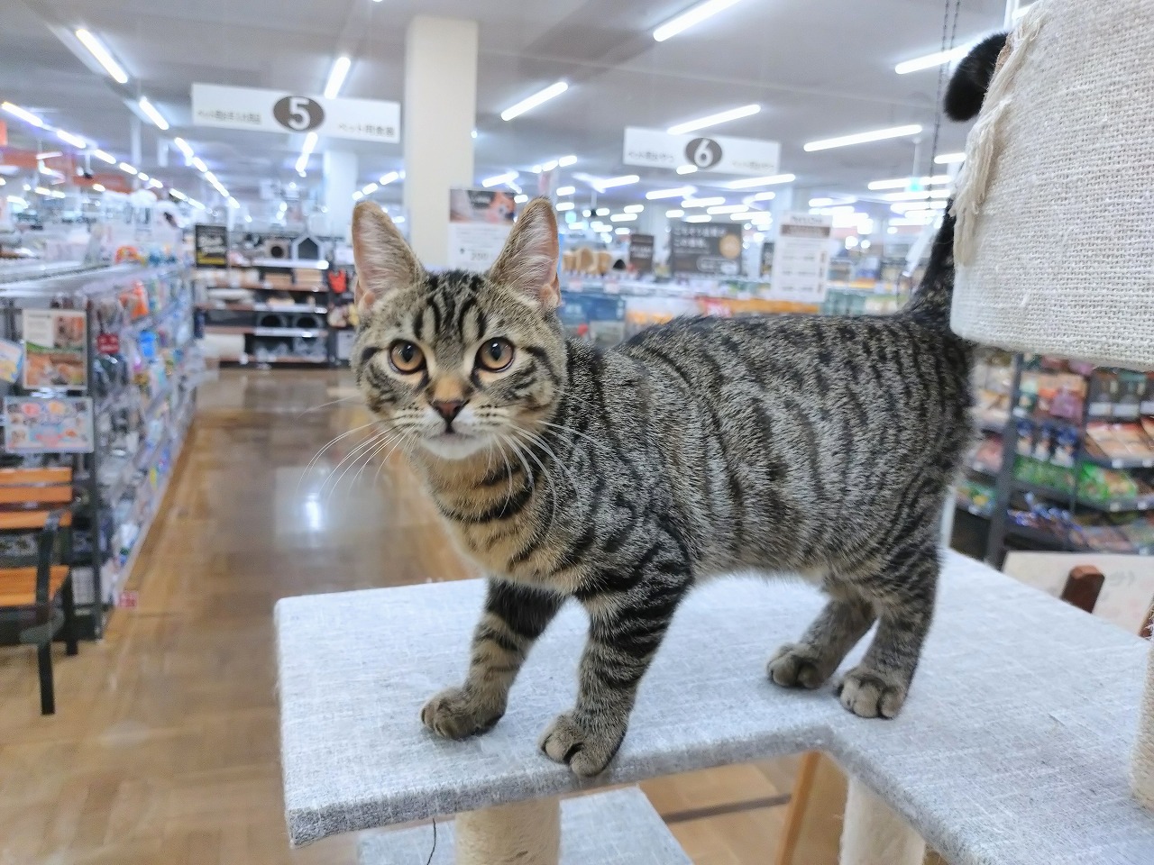 群馬県のマンチカン (ペッツワン青柳店/2025年7月3日生まれ/男の子/ブラウンタビー)の子猫の2枚目の画像