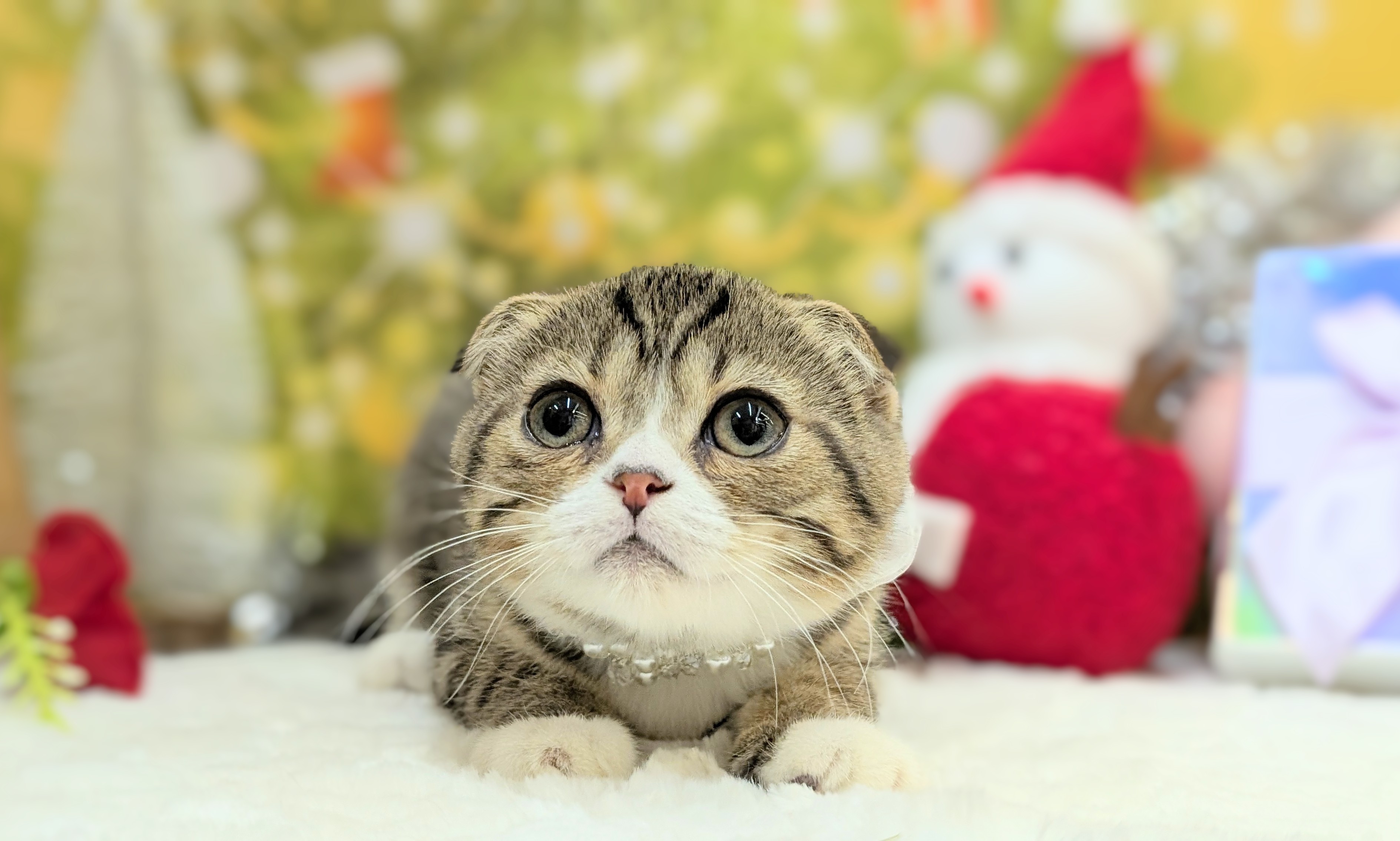 兵庫県のスコティッシュフォールド (ペッツワン神戸西神南店/2025年9月13日生まれ/男の子/ブラウンタビーホワイト)の子猫の3枚目の画像