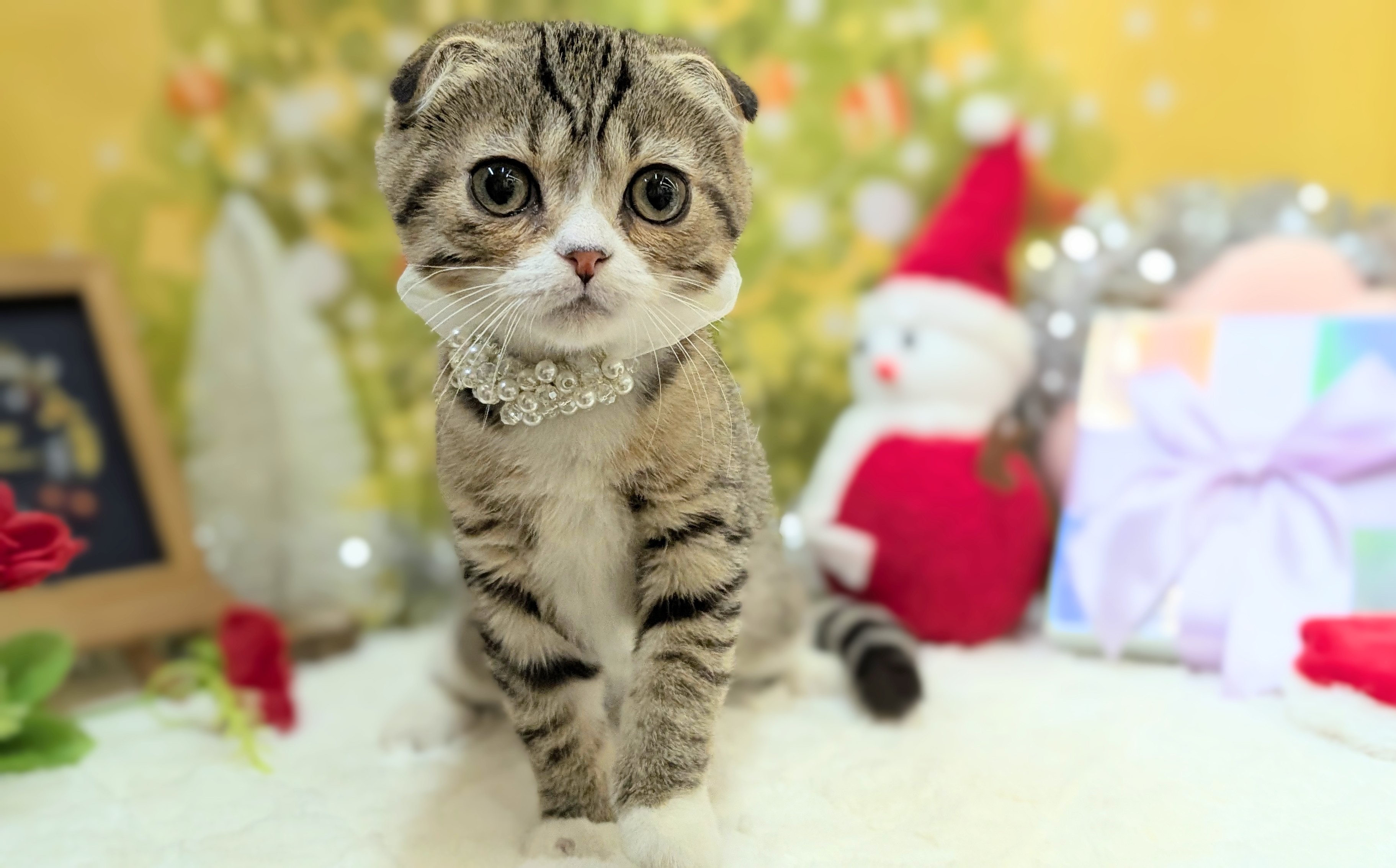 兵庫県のスコティッシュフォールド (ペッツワン神戸西神南店/2025年9月13日生まれ/男の子/ブラウンタビーホワイト)の子猫の2枚目の画像