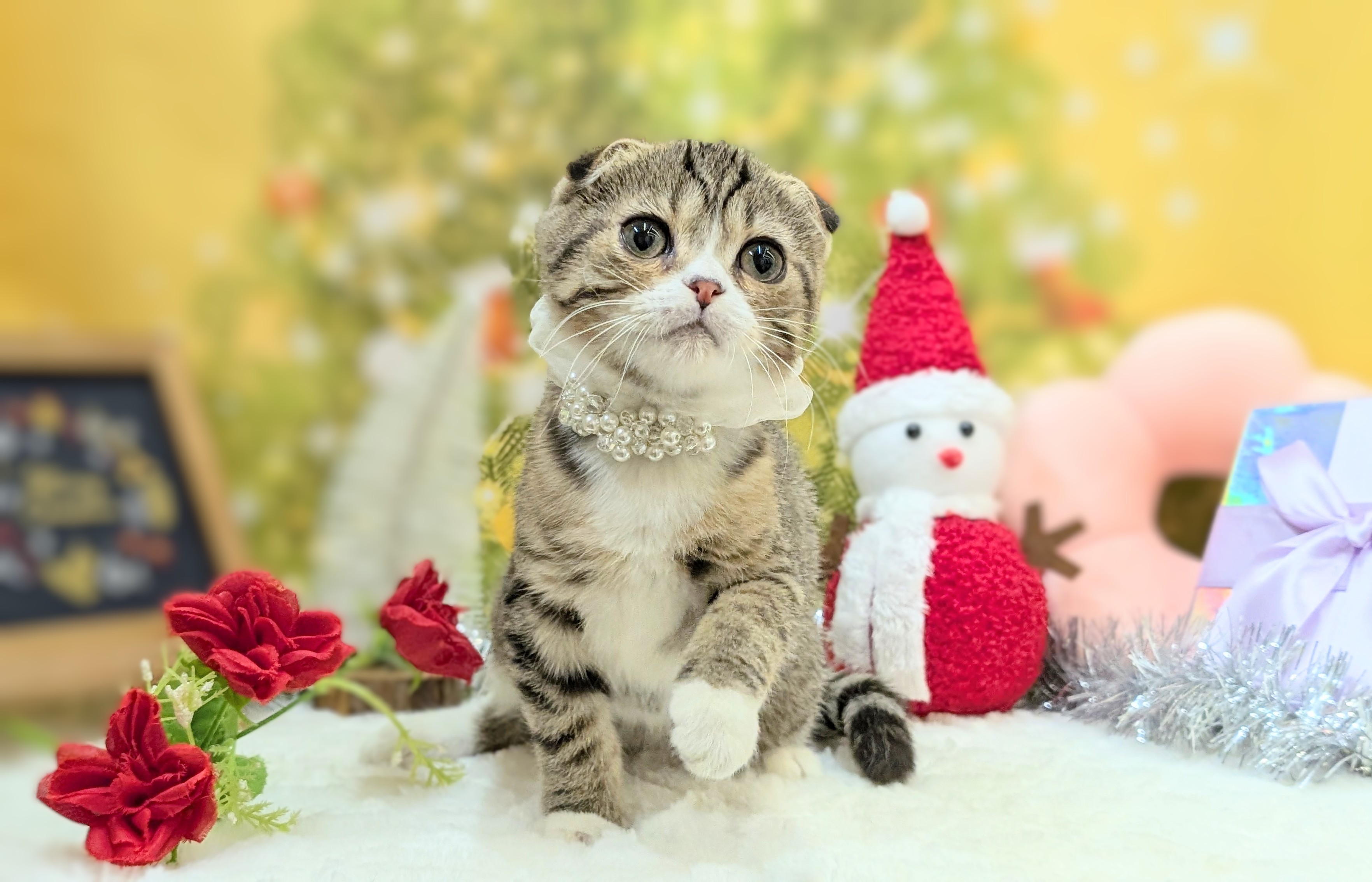 兵庫県のスコティッシュフォールド (ペッツワン神戸西神南店/2025年9月13日生まれ/男の子/ブラウンタビーホワイト)の子猫の1枚目の画像