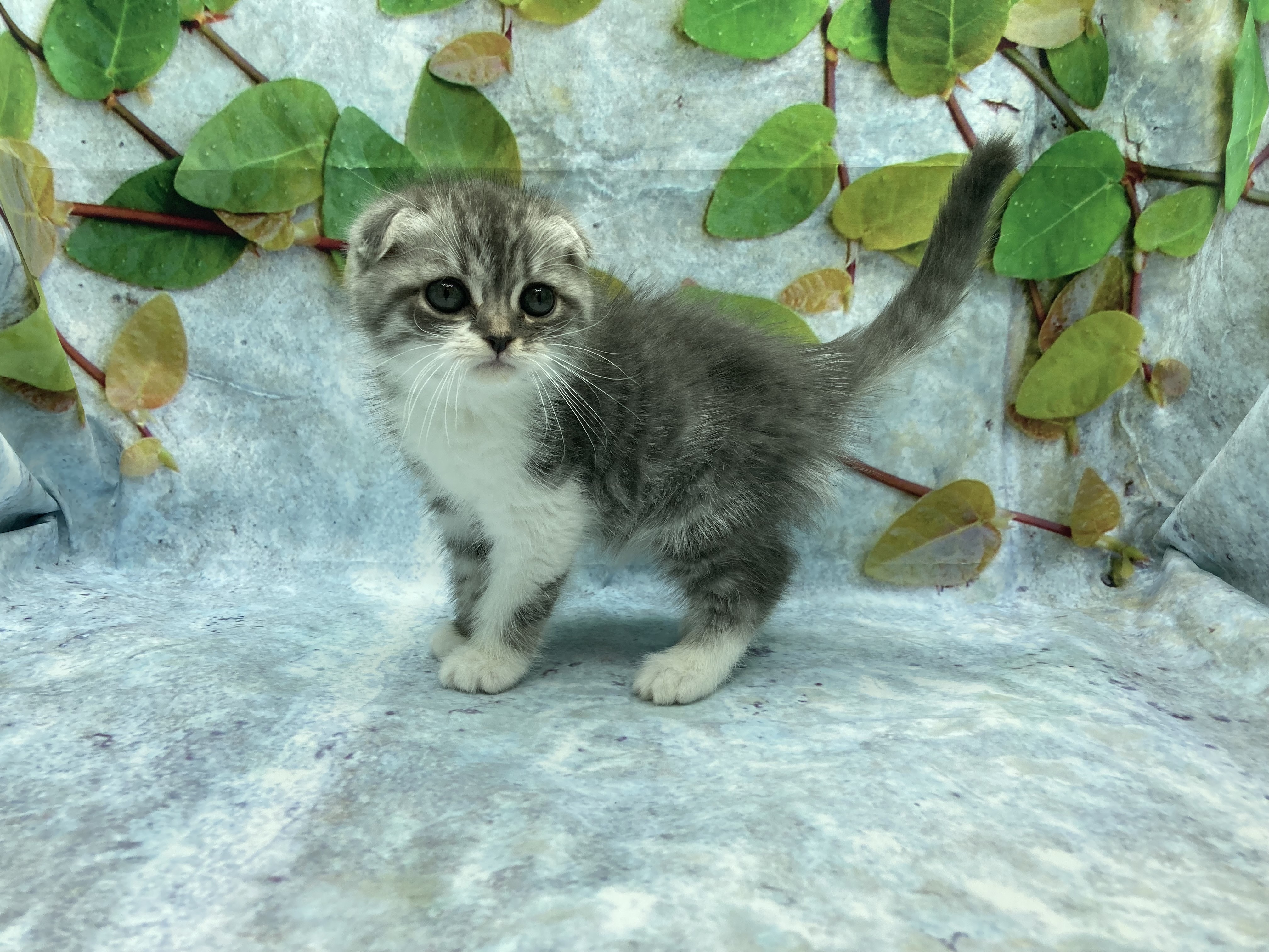 埼玉県のスコティッシュフォールド (ペッツワン北本店/2025年9月5日生まれ/男の子/ブルータビーホワイト)の子猫の3枚目の画像