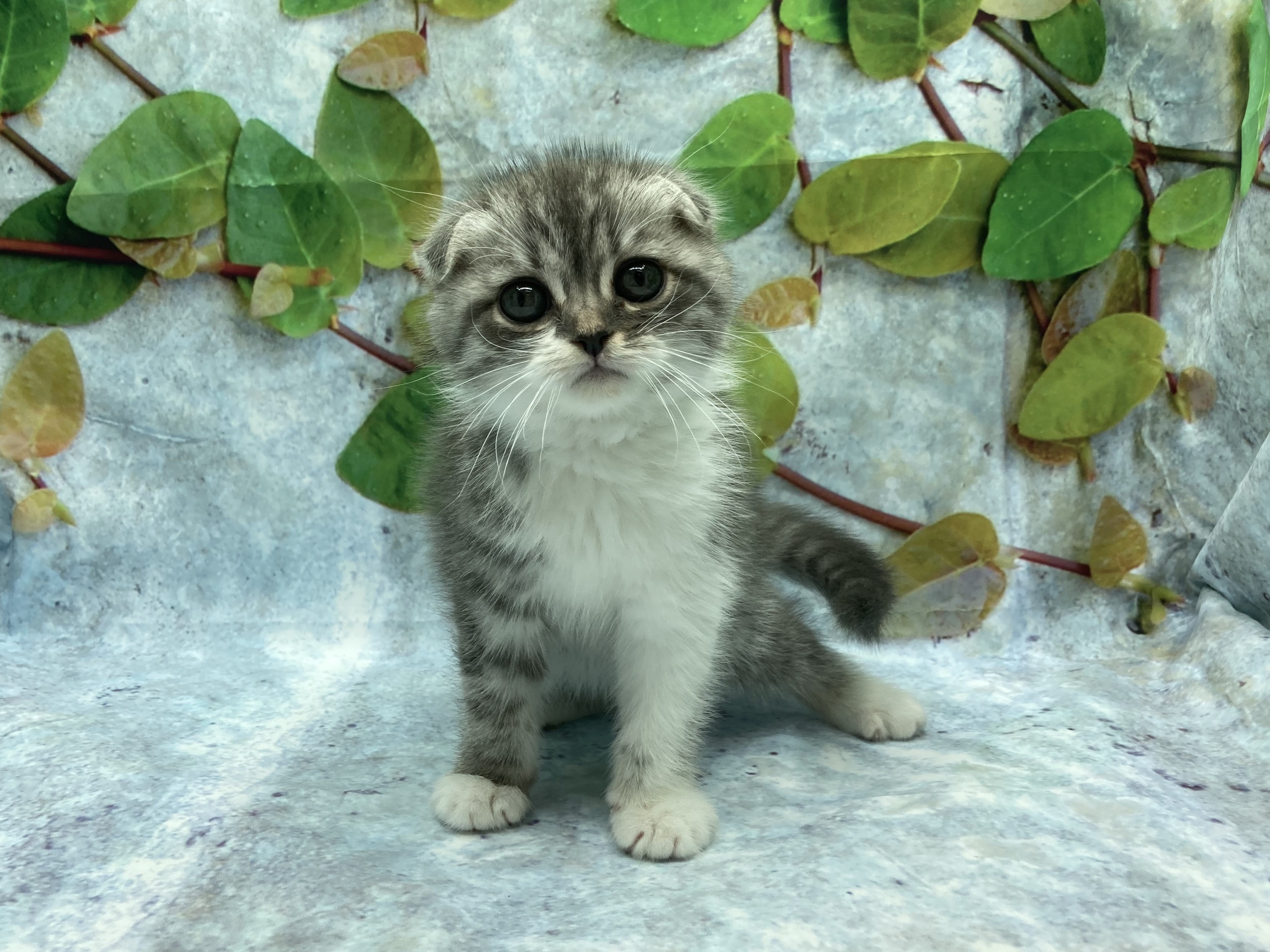 埼玉県のスコティッシュフォールド (ペッツワン北本店/2025年9月5日生まれ/男の子/ブルータビーホワイト)の子猫の2枚目の画像