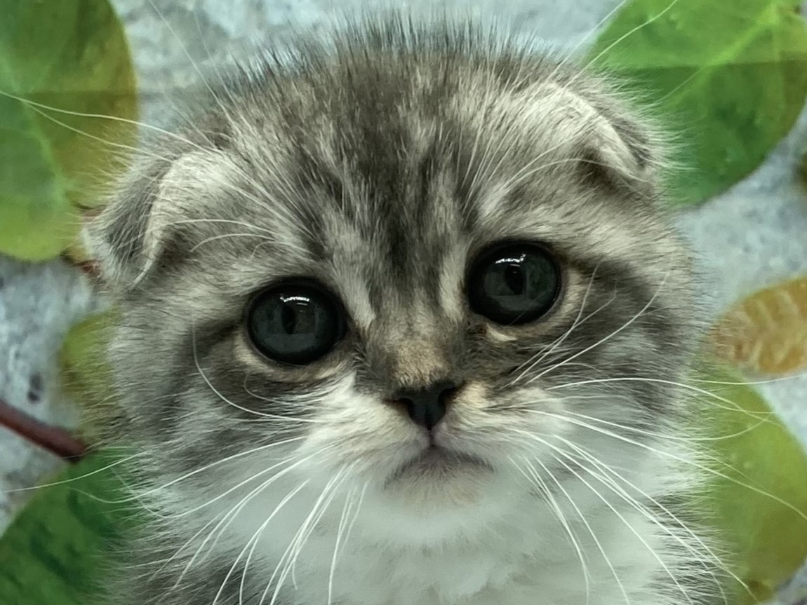 埼玉県のスコティッシュフォールド (ペッツワン北本店/2025年9月5日生まれ/男の子/ブルータビーホワイト)の子猫の1枚目の画像