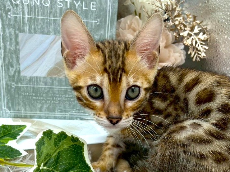 静岡県のベンガル (ペッツワン掛川店/2025年9月19日生まれ/女の子/ブラウンスポットタビー)の子猫の1枚目の画像