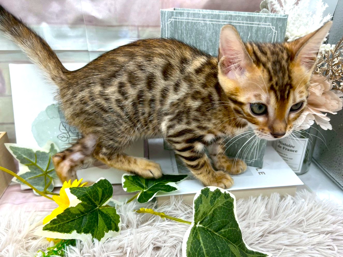 静岡県のベンガル (ペッツワン掛川店/2025年9月19日生まれ/女の子/ブラウンスポットタビー)の子猫の2枚目の画像