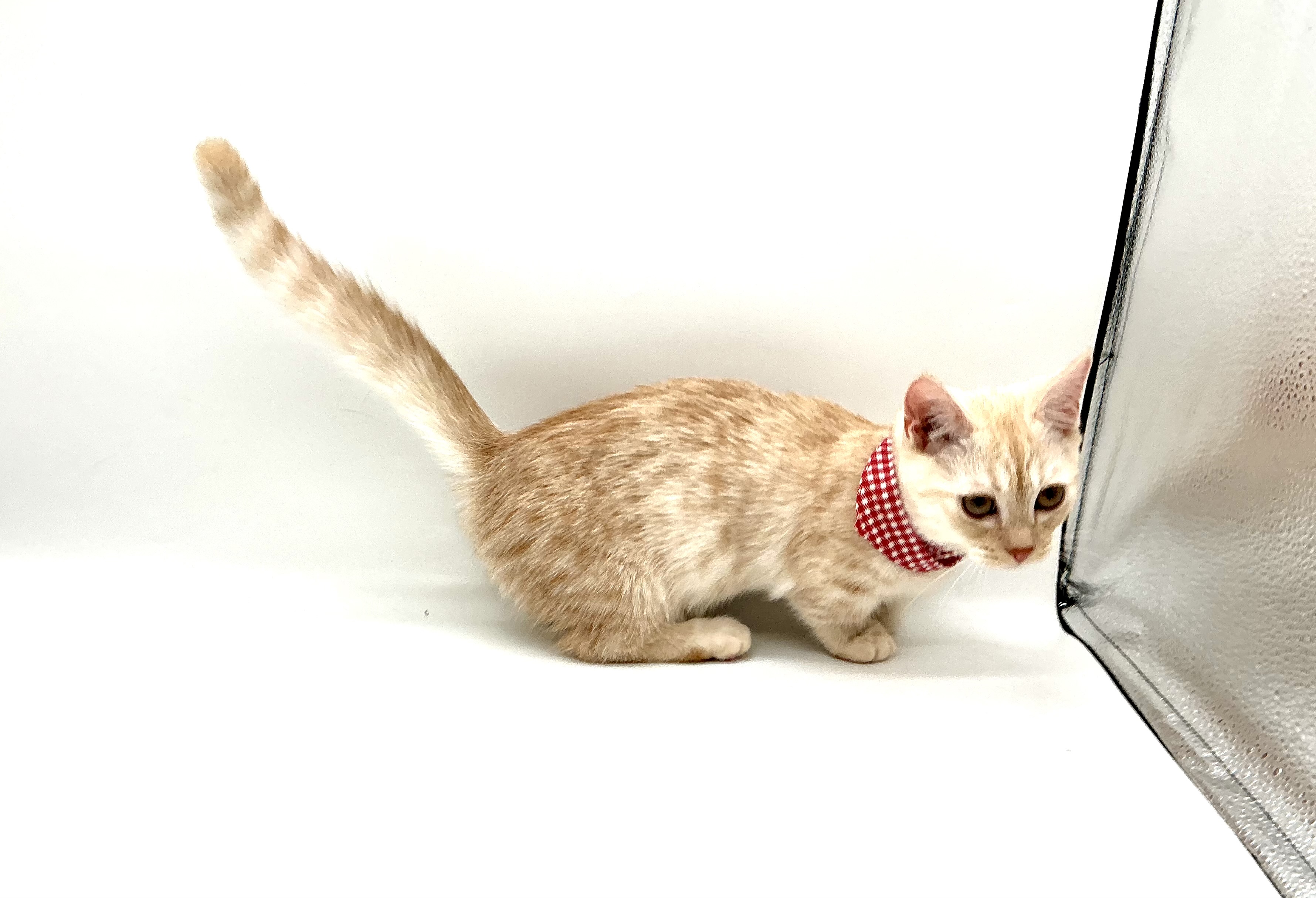 残1。子犬と子猫 イギリス製 残1。子犬と子猫 イギリス製