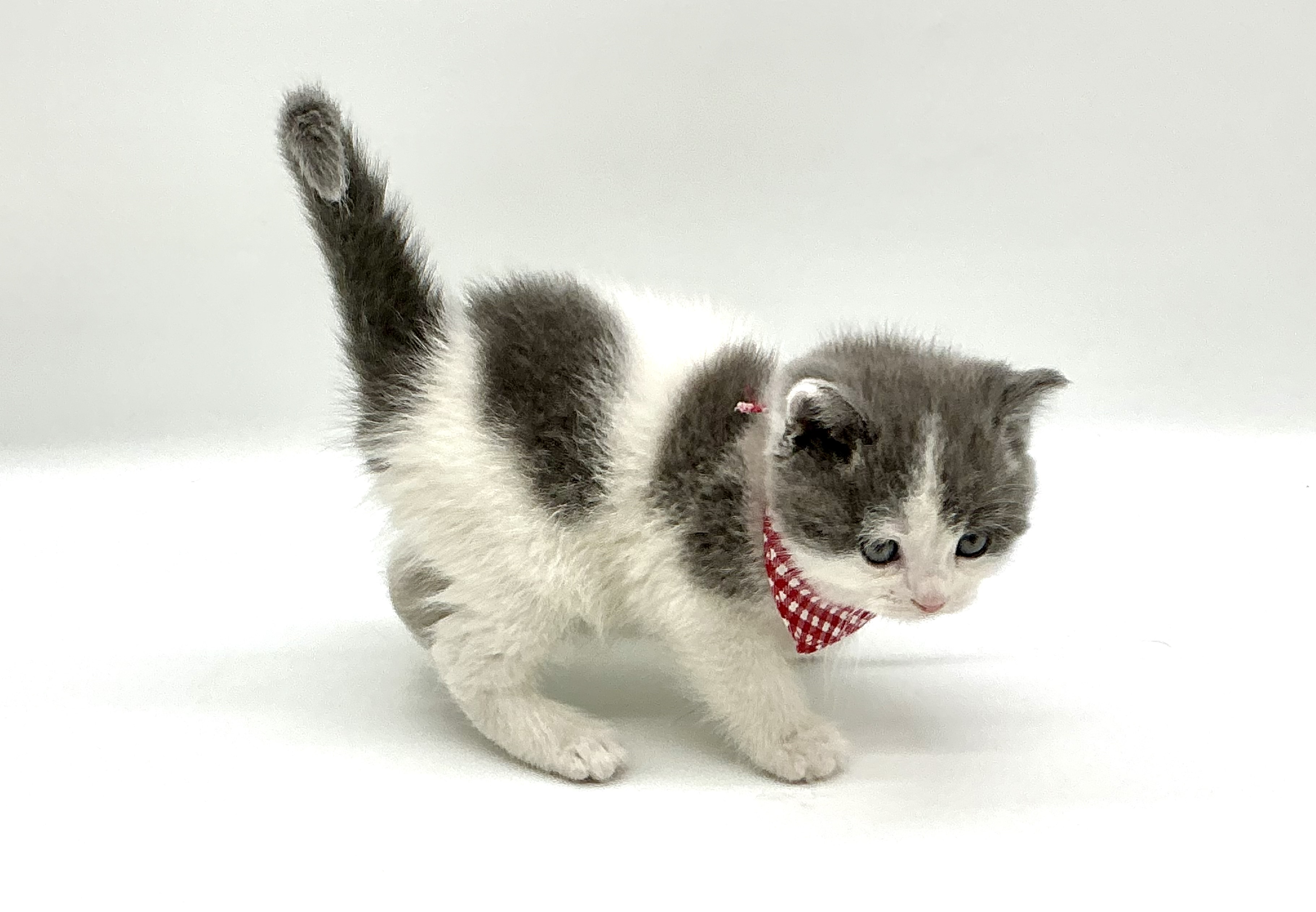 埼玉県のマンチカン (ペッツワン鶴ヶ島店/2025年9月22日生まれ/男の子/ブルーホワイト)の子猫の2枚目の画像