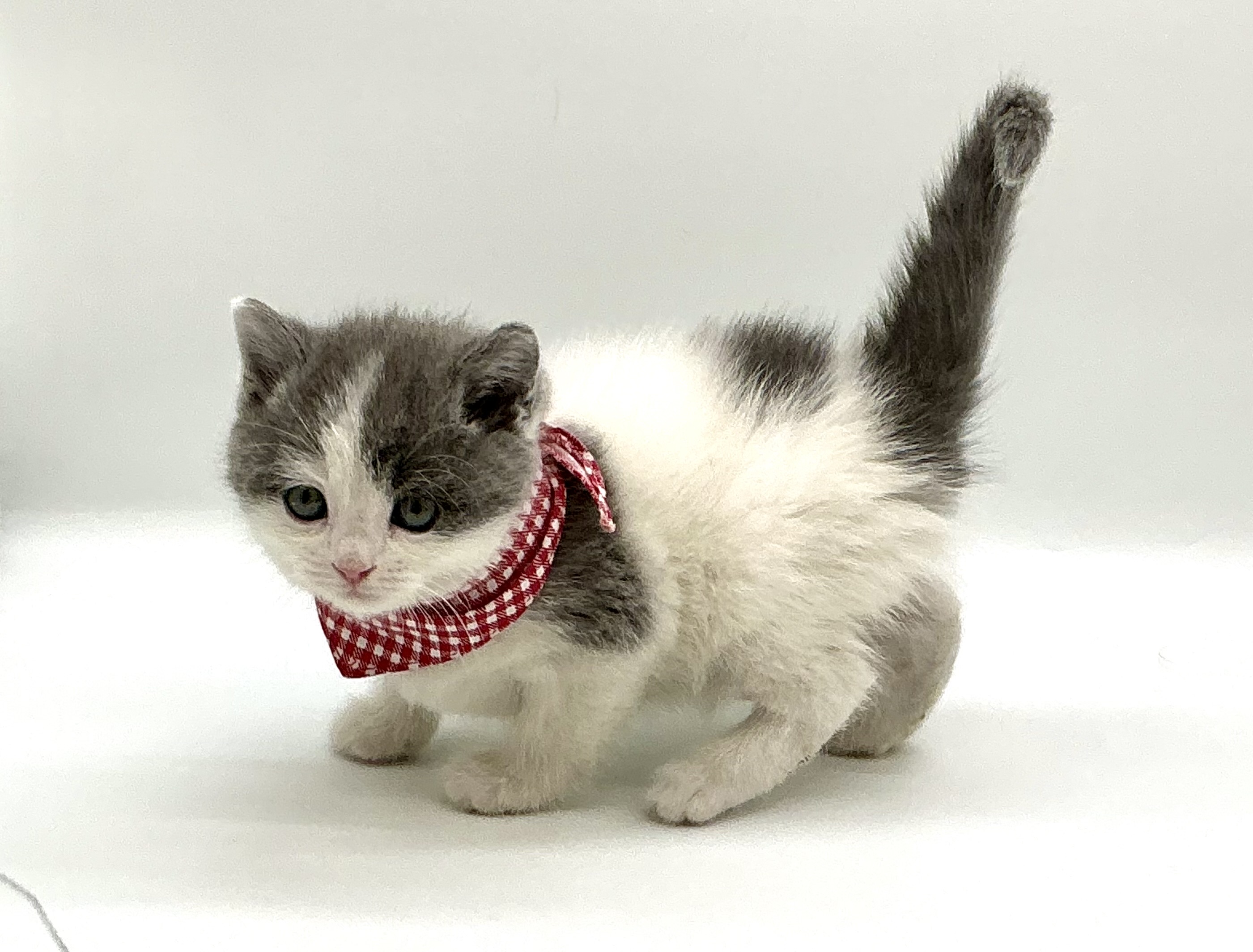 埼玉県のマンチカン (ペッツワン鶴ヶ島店/2025年9月22日生まれ/男の子/ブルーホワイト)の子猫の1枚目の画像