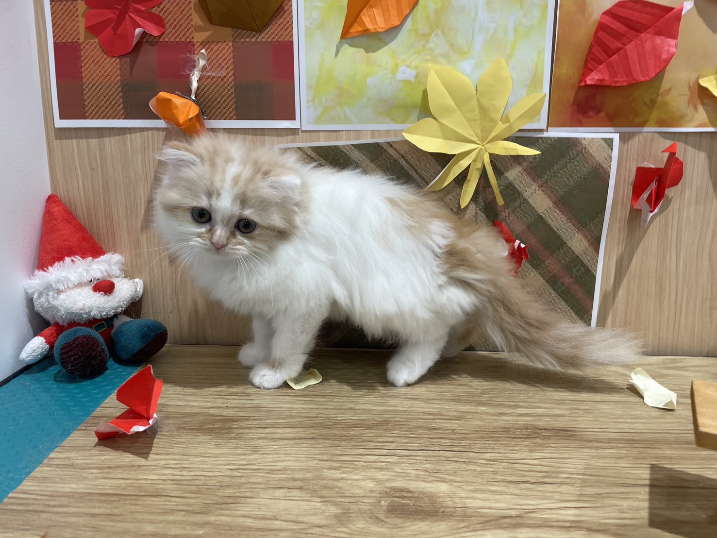 福島県のスコティッシュフォールド (ペッツワン会津若松店/2025年9月20日生まれ/女の子/レッドホワイト)の子猫の2枚目の画像