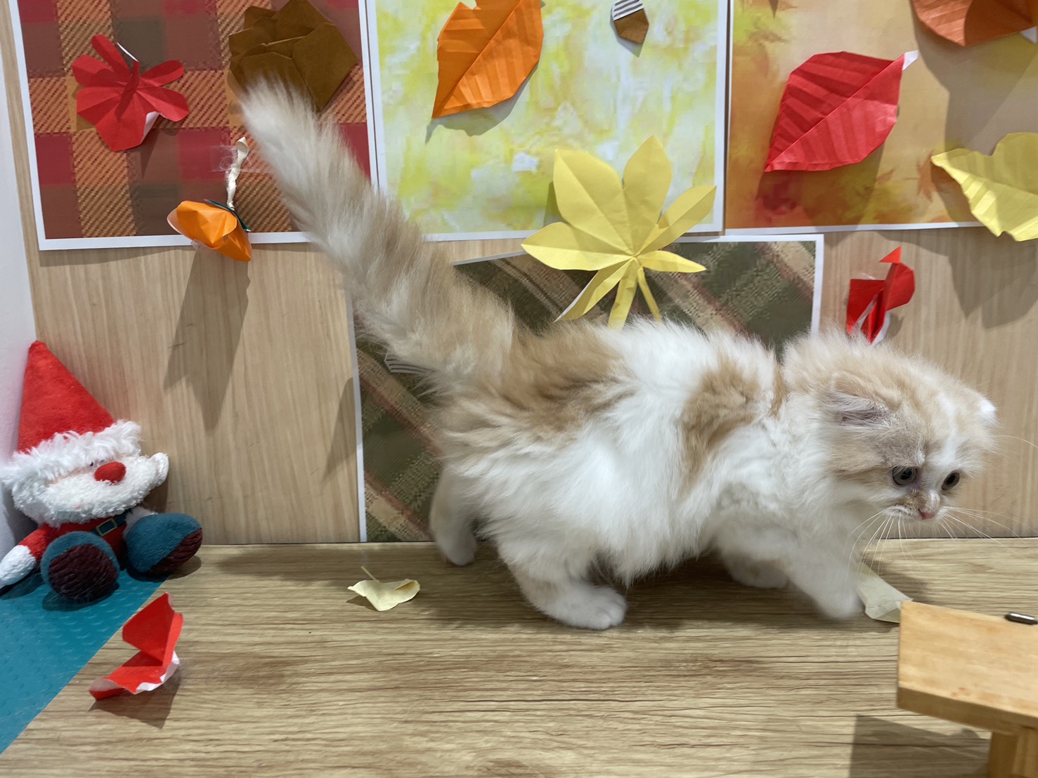 福島県のスコティッシュフォールド (ペッツワン会津若松店/2025年9月20日生まれ/女の子/レッドホワイト)の子猫の3枚目の画像