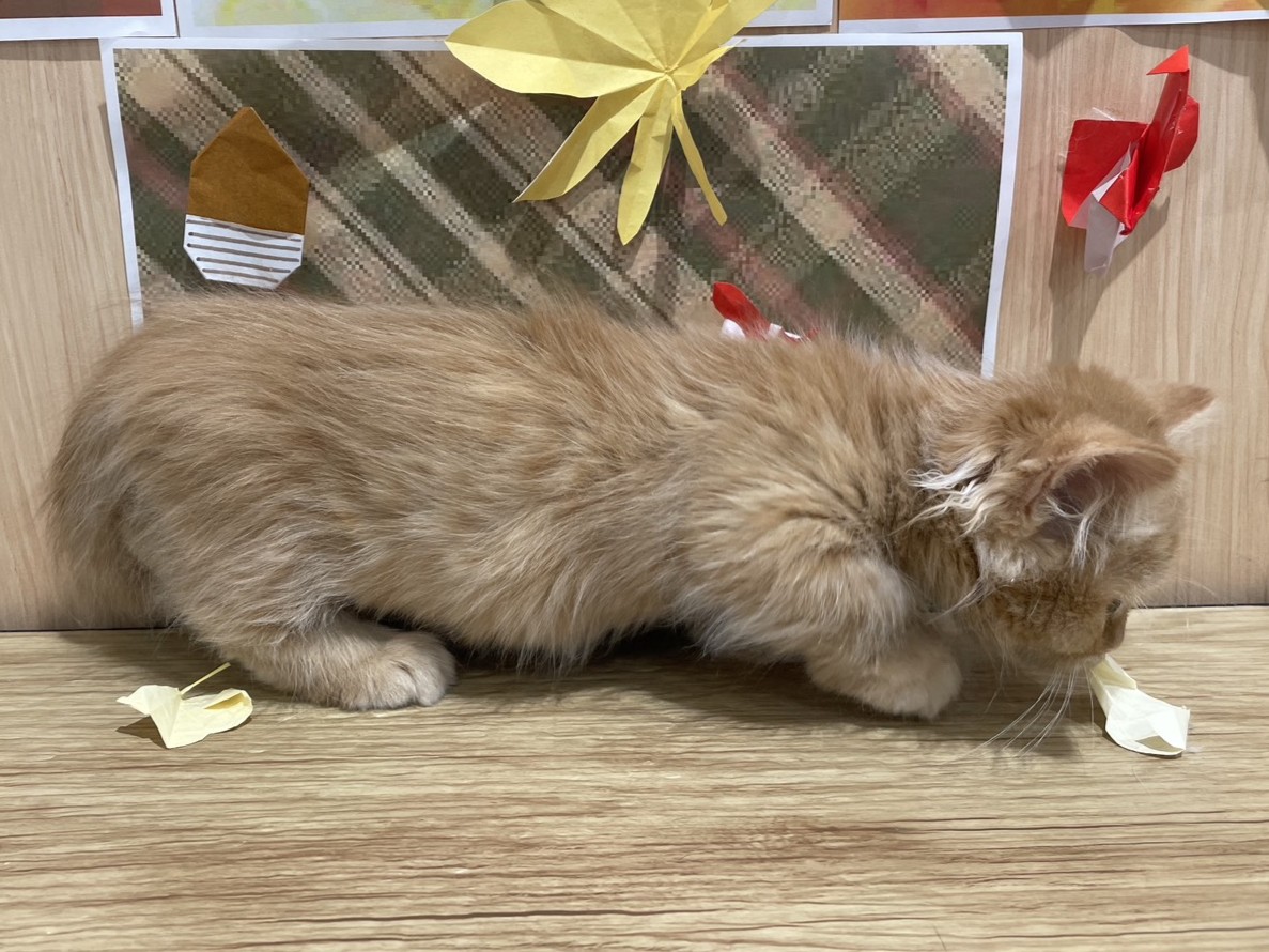 福島県のミヌエット (ペッツワン会津若松店/2025年9月7日生まれ/男の子/クリームタビーホワイト)の子猫の3枚目の画像