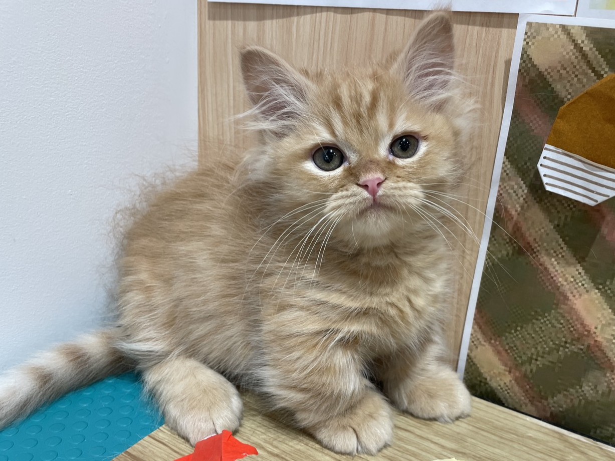 福島県のミヌエット (ペッツワン会津若松店/2025年9月7日生まれ/男の子/クリームタビーホワイト)の子猫の1枚目の画像