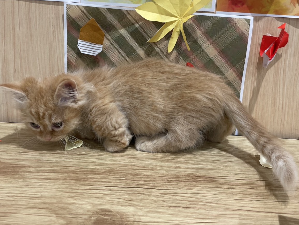 福島県のミヌエット (ペッツワン会津若松店/2025年9月7日生まれ/男の子/クリームタビーホワイト)の子猫の2枚目の画像