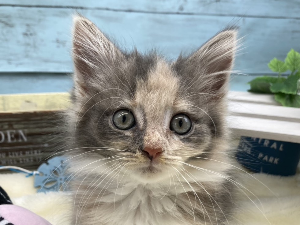 静岡県のマンチカン (ペッツワン藤枝店/2025年9月14日生まれ/女の子/その他色)の子猫の1枚目の画像