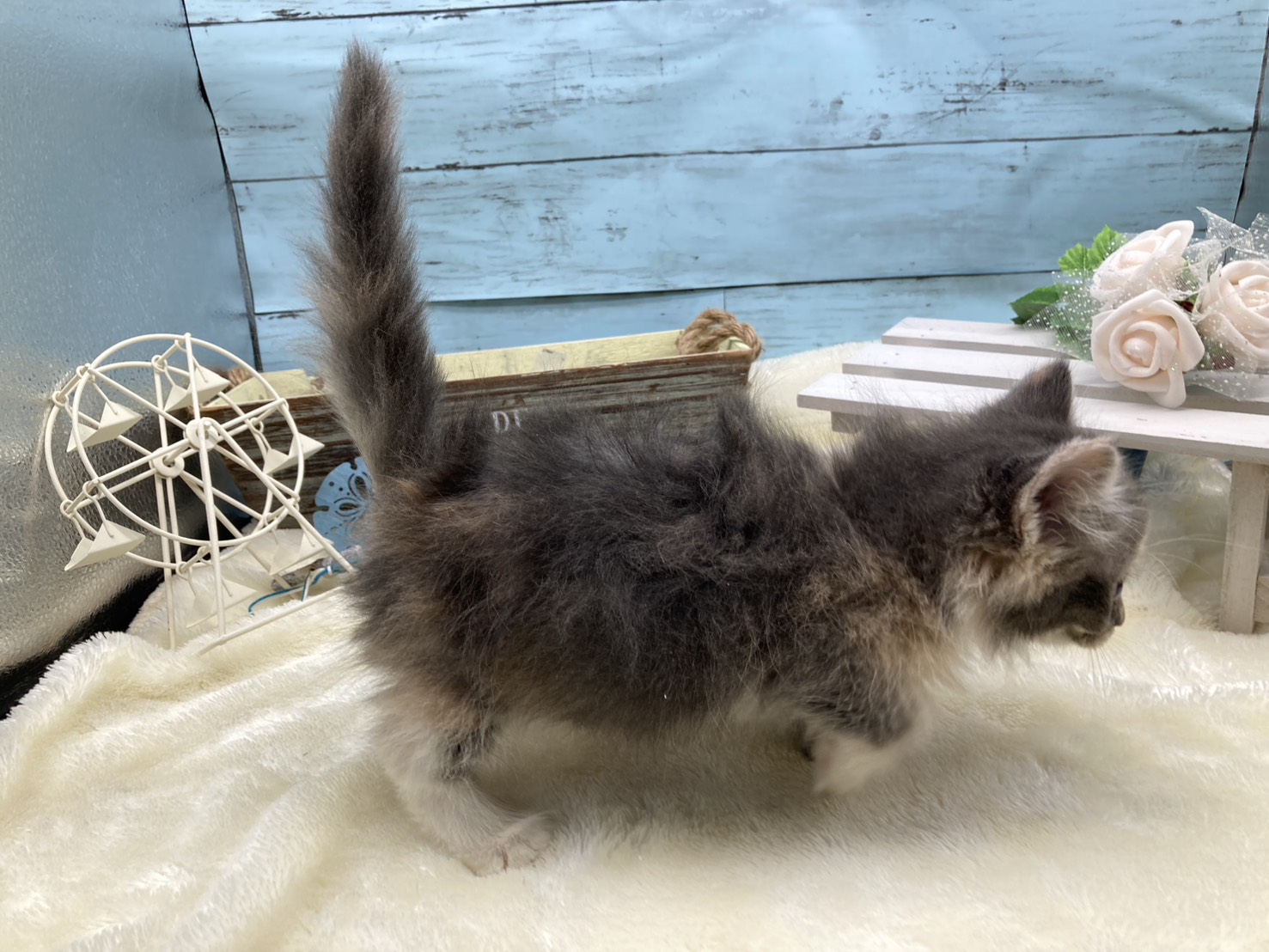 静岡県のマンチカン (ペッツワン藤枝店/2025年9月14日生まれ/女の子/その他色)の子猫の3枚目の画像