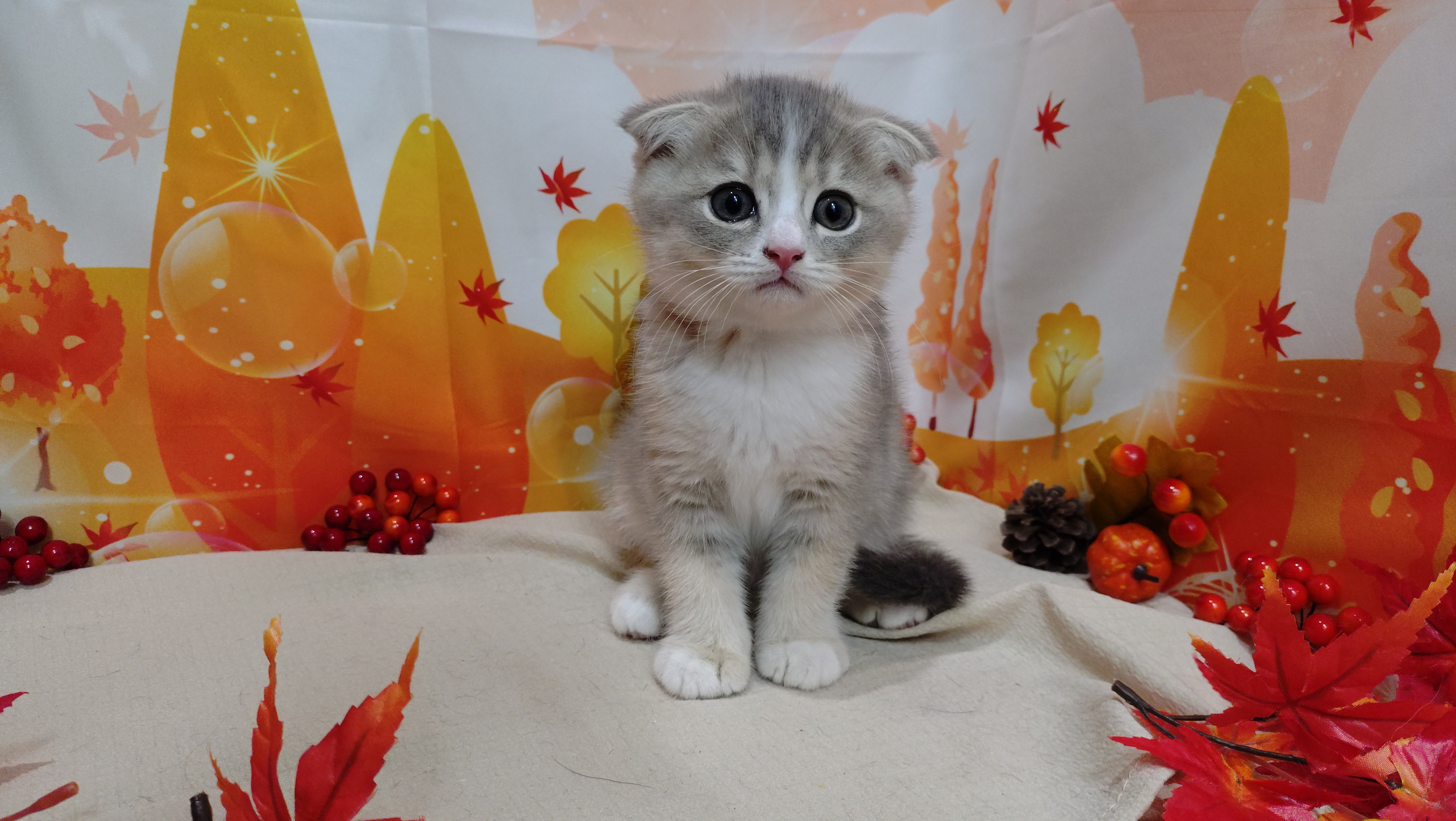 岐阜県のスコティッシュフォールド (ペッツワン関店/2025年9月25日生まれ/男の子/ブルーティックドタビー)の子猫の1枚目の画像