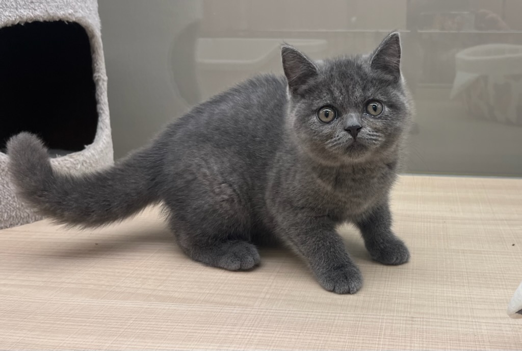 千葉県のブリティッシュショートヘアー (ペッツワン富津店/2025年9月10日生まれ/女の子/ブルー)の子猫