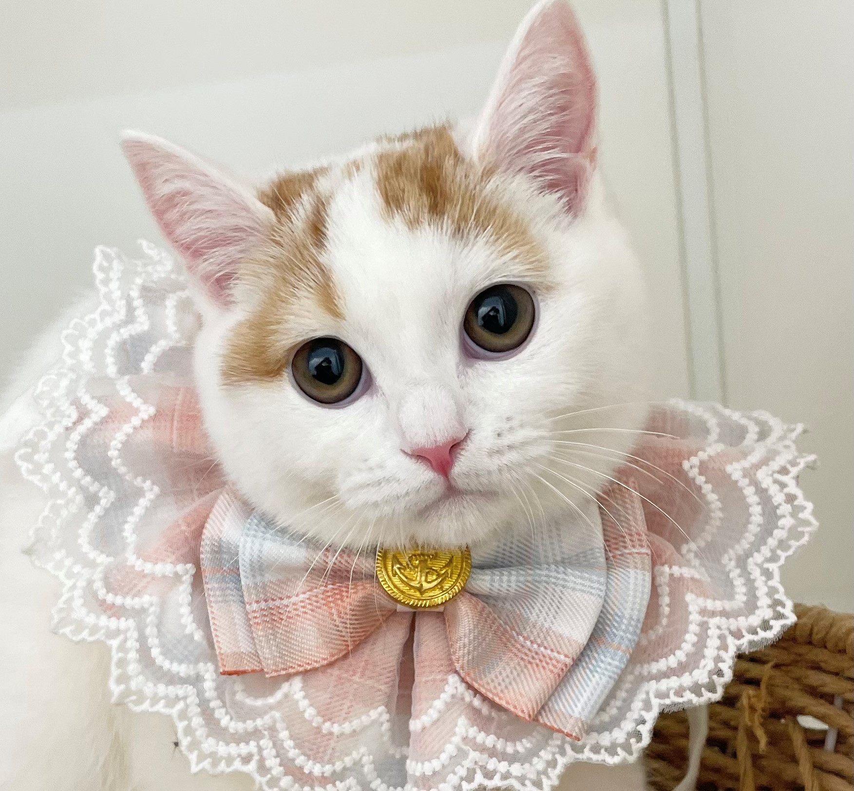 岐阜県のスコティッシュフォールド (ペッツワン可児店/2025年7月18日生まれ/女の子/クリームタビーホワイト)の子猫の1枚目の画像