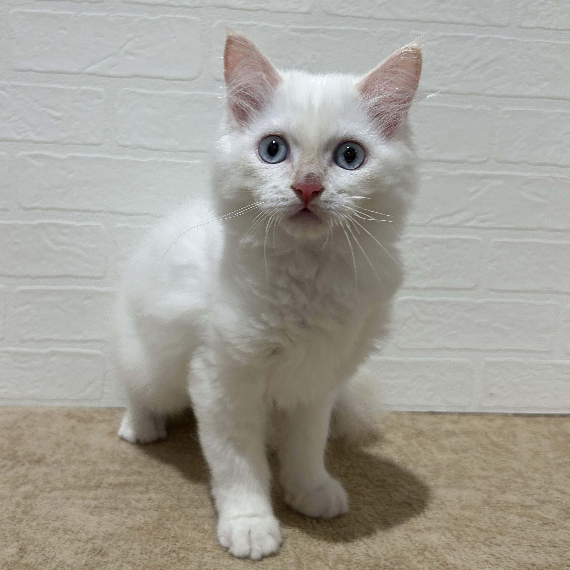 愛知県のラガマフィン (ペッツワン常滑店/2025年9月3日生まれ/男の子/レッドポイントホワイト)の子猫の1枚目の画像