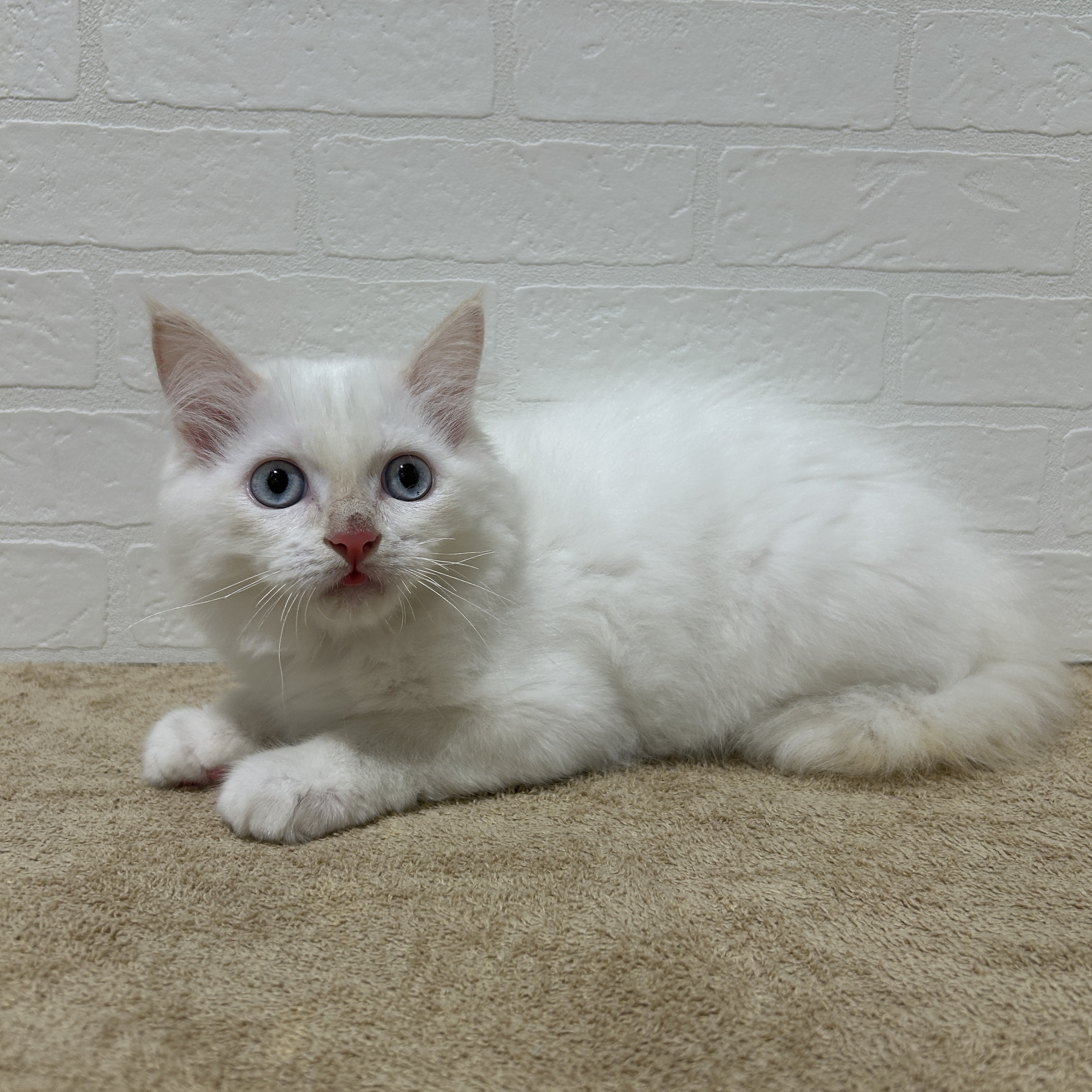 愛知県のラガマフィン (ペッツワン常滑店/2025年9月3日生まれ/男の子/レッドポイントホワイト)の子猫の2枚目の画像