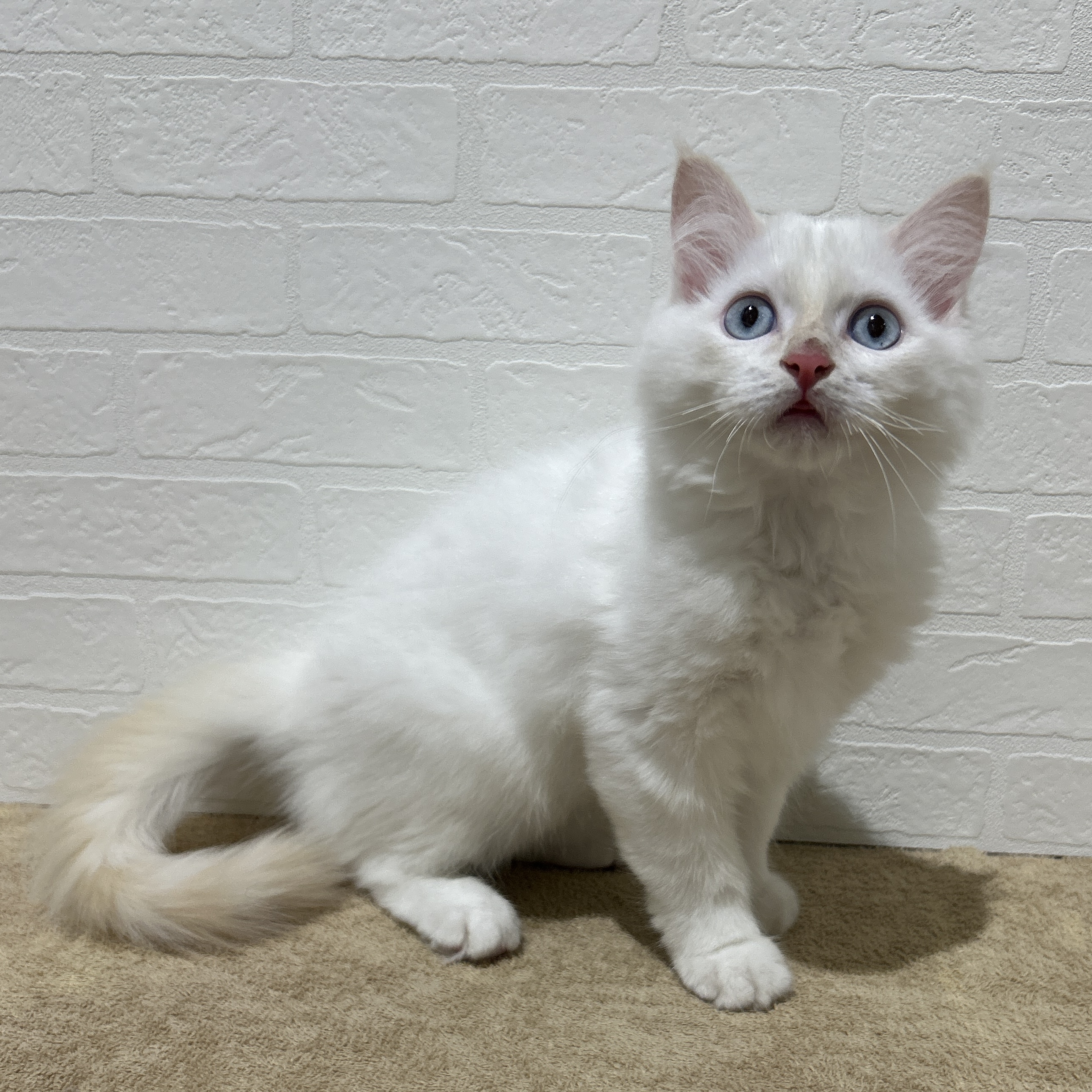 愛知県のラガマフィン (ペッツワン常滑店/2025年9月3日生まれ/男の子/レッドポイントホワイト)の子猫の3枚目の画像