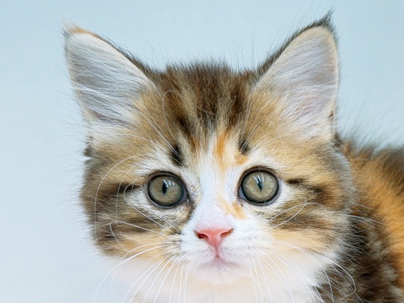 愛知県のミヌエット (ペッツワン小牧店/2025年9月18日生まれ/女の子/ブラウンパッチドタビーホワイト)の子猫