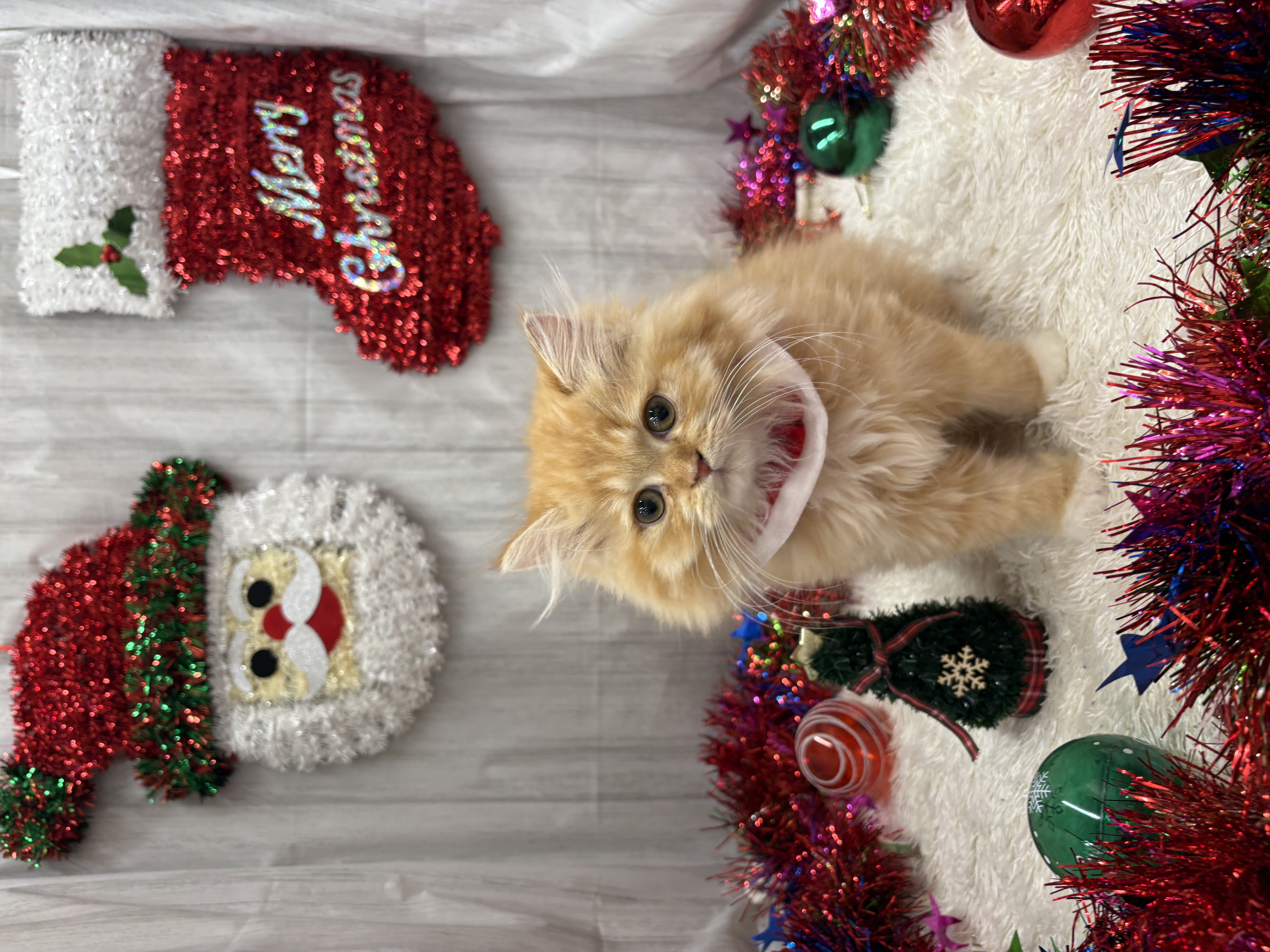 千葉県のミヌエット (ペッツワン佐倉店/2025年9月6日生まれ/男の子/レッドタビーホワイト)の子猫の3枚目の画像