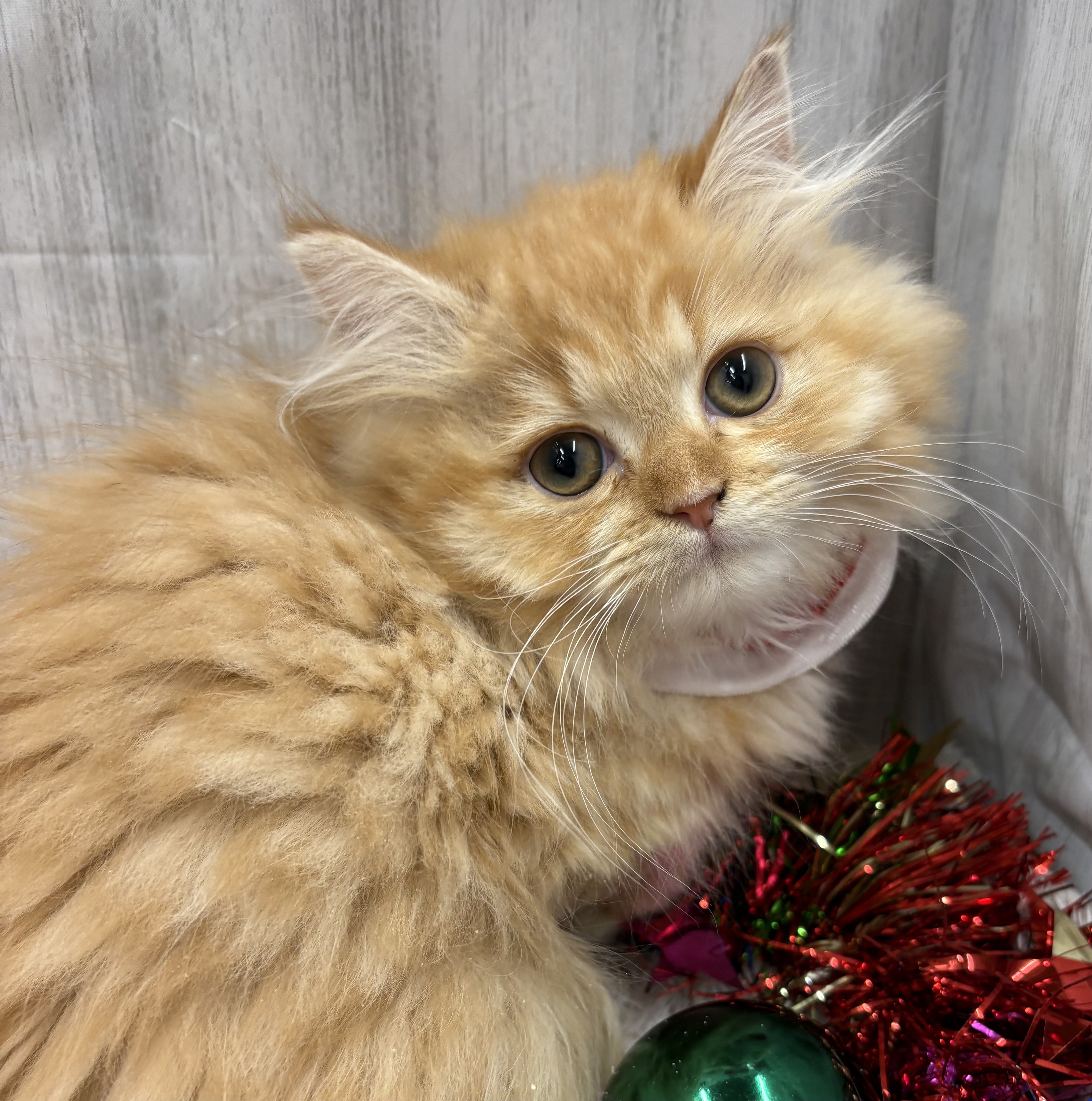 千葉県のミヌエット (ペッツワン佐倉店/2025年9月6日生まれ/男の子/レッドタビーホワイト)の子猫の2枚目の画像