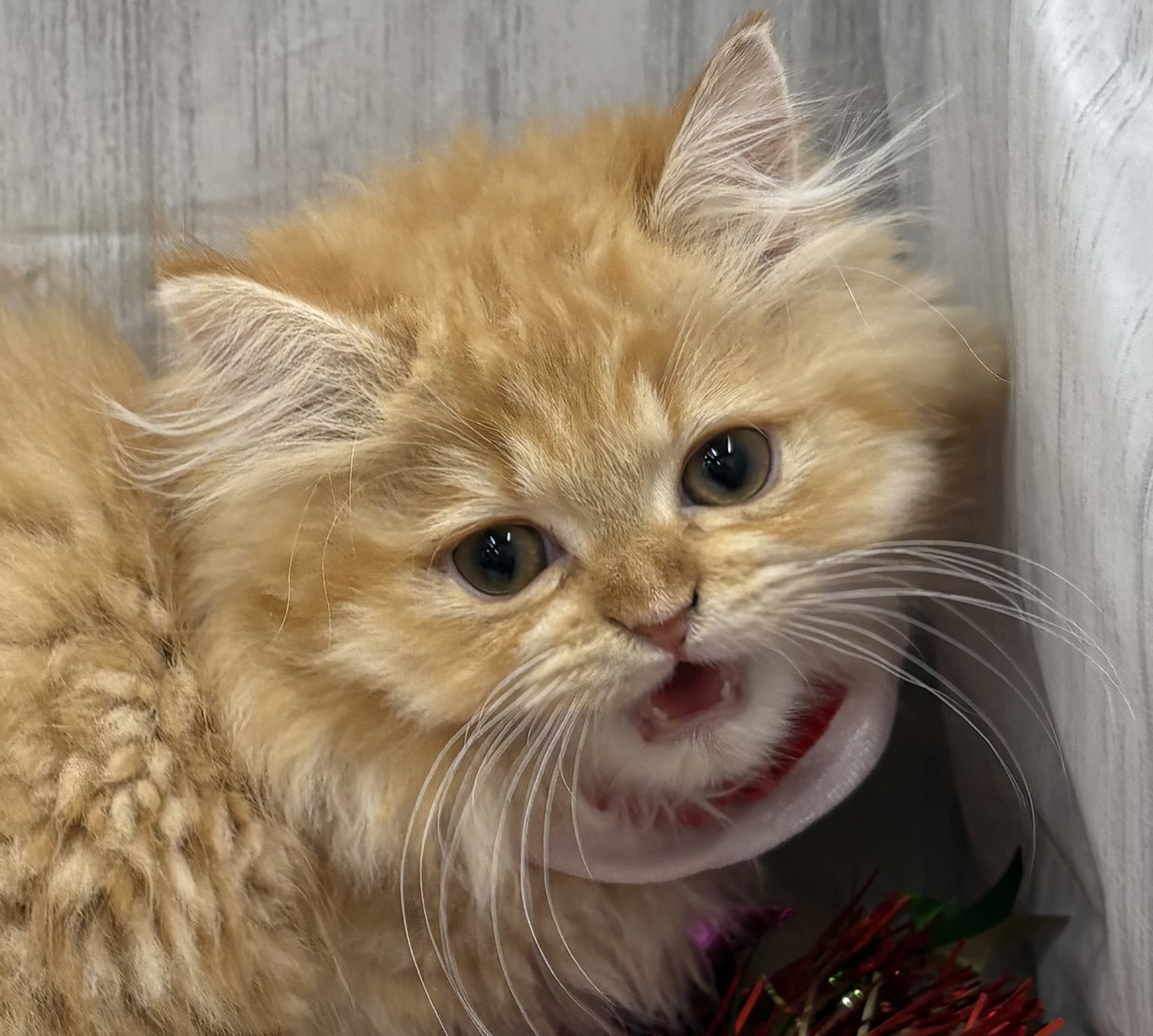 千葉県のミヌエット (ペッツワン佐倉店/2025年9月6日生まれ/男の子/レッドタビーホワイト)の子猫