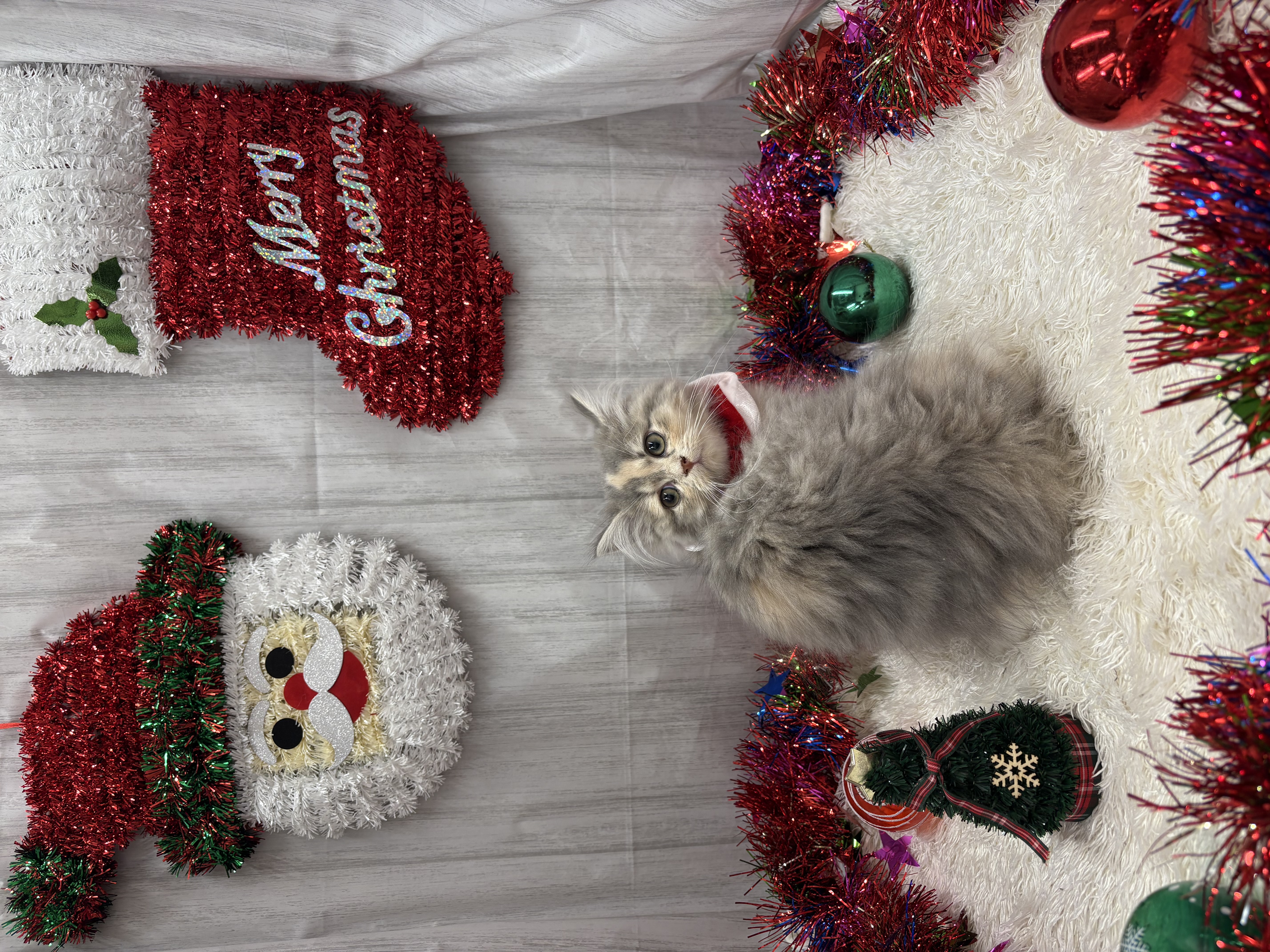 千葉県のミヌエット (ペッツワン佐倉店/2025年9月6日生まれ/女の子/シルバーパッチドタビーホワイト)の子猫の3枚目の画像