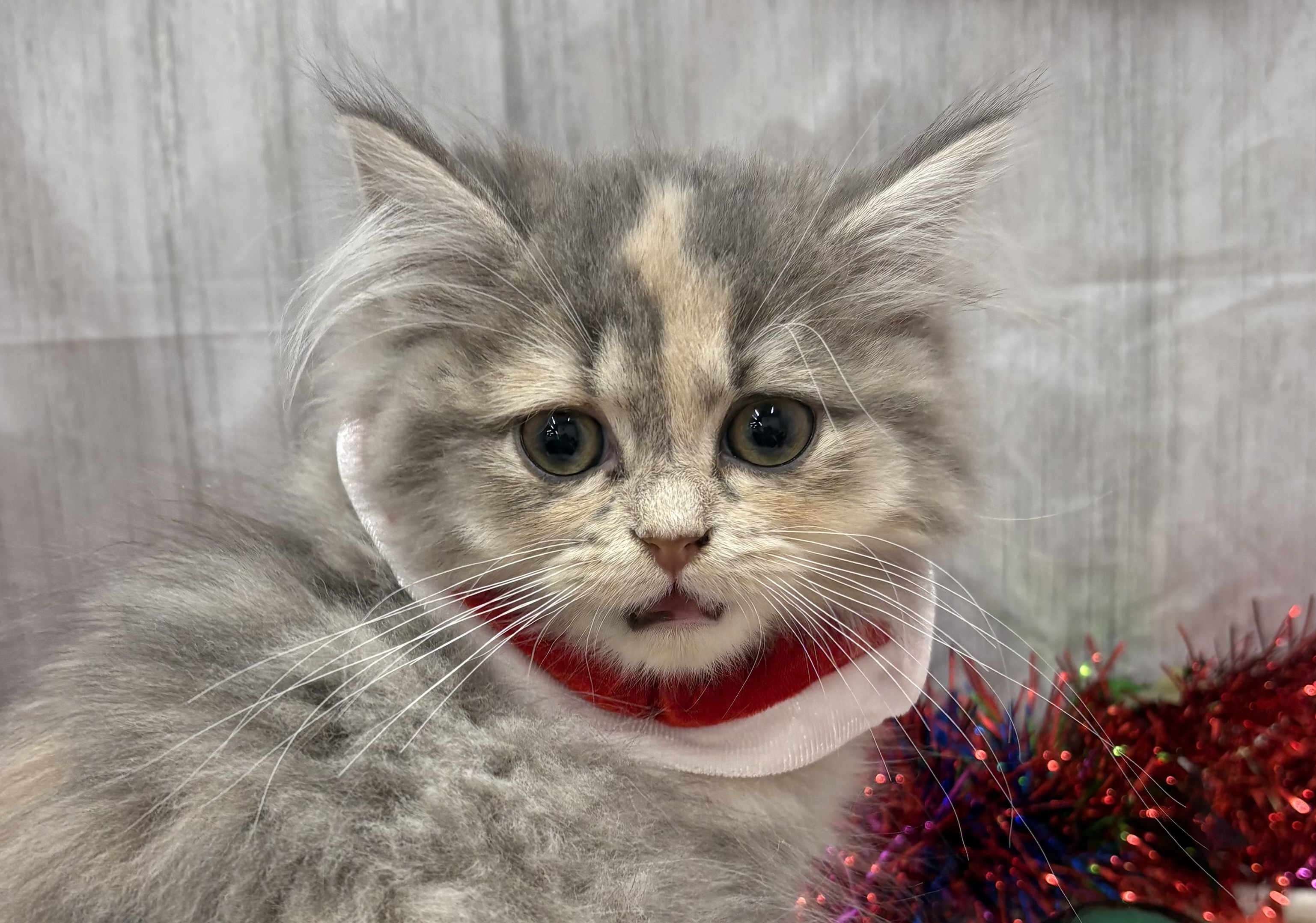 千葉県のミヌエット (ペッツワン佐倉店/2025年9月6日生まれ/女の子/シルバーパッチドタビーホワイト)の子猫