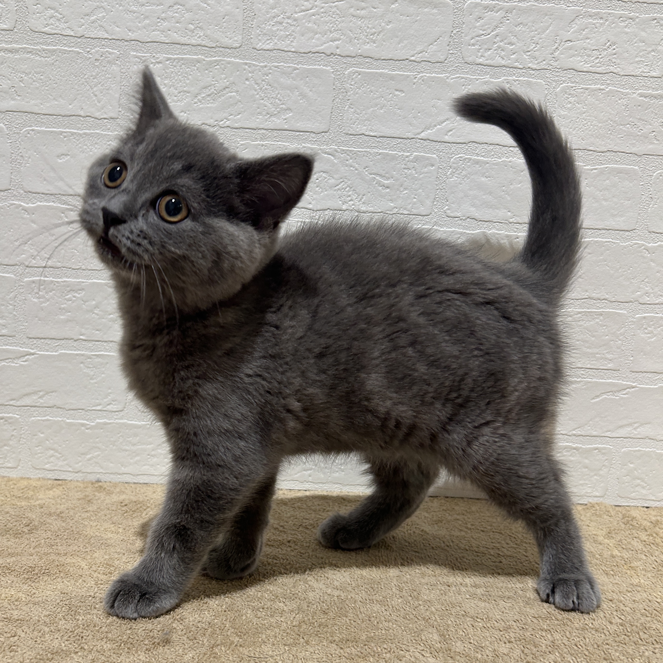 愛知県のブリティッシュショートヘアー (ペッツワン常滑店/2025年9月18日生まれ/男の子/ブルー)の子猫の3枚目の画像