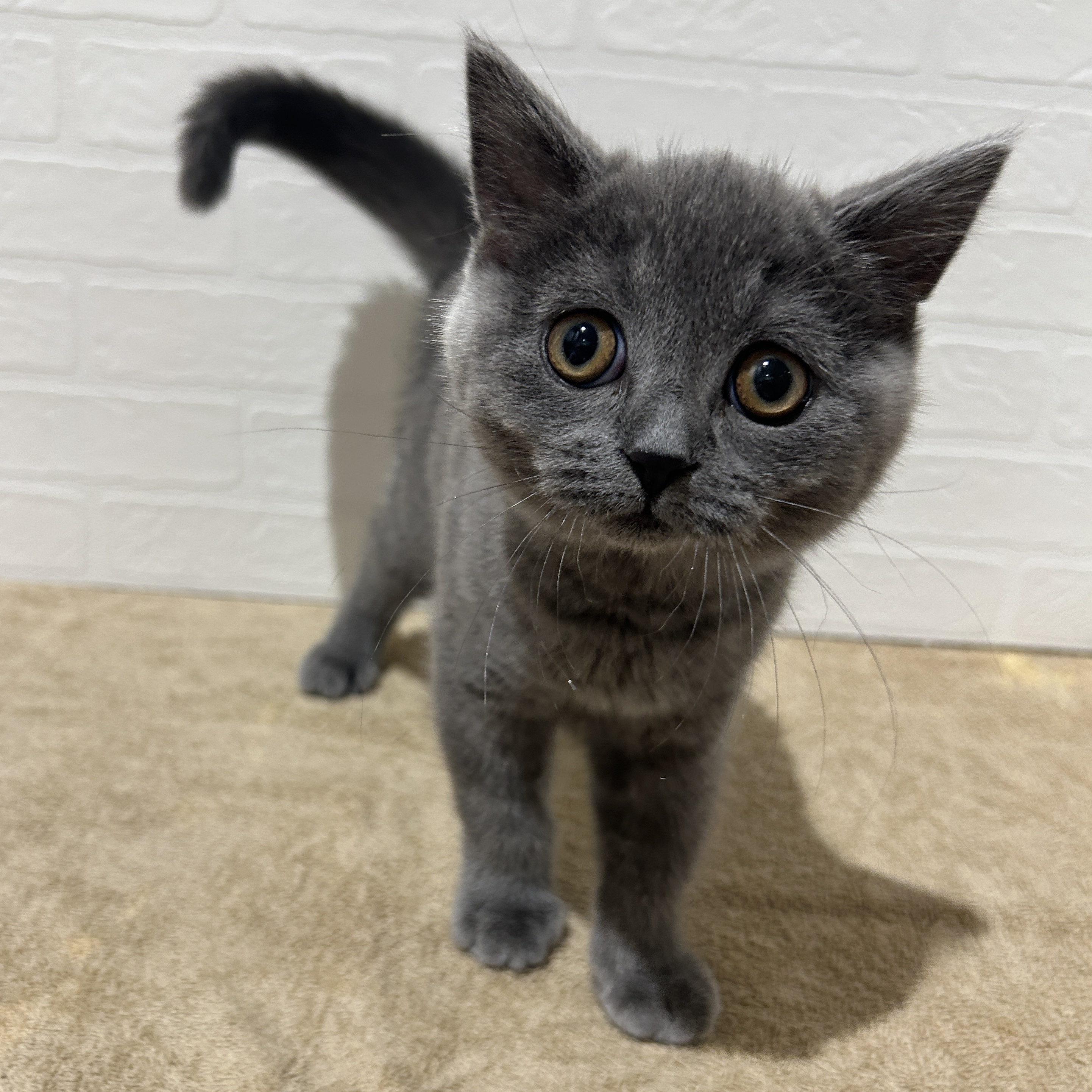 愛知県のブリティッシュショートヘアー (ペッツワン常滑店/2025年9月18日生まれ/男の子/ブルー)の子猫の2枚目の画像
