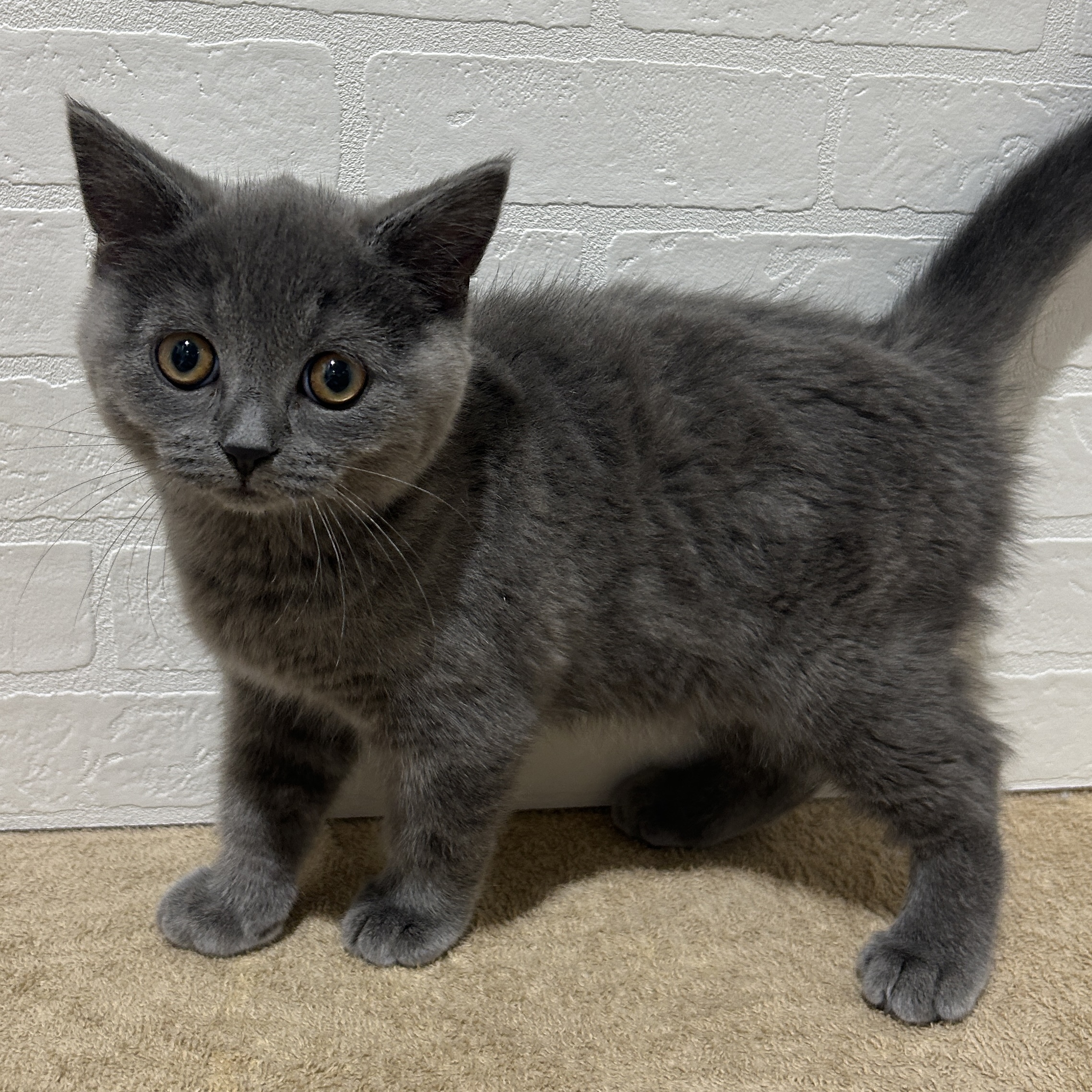 愛知県のブリティッシュショートヘアー (ペッツワン常滑店/2025年9月18日生まれ/男の子/ブルー)の子猫の1枚目の画像