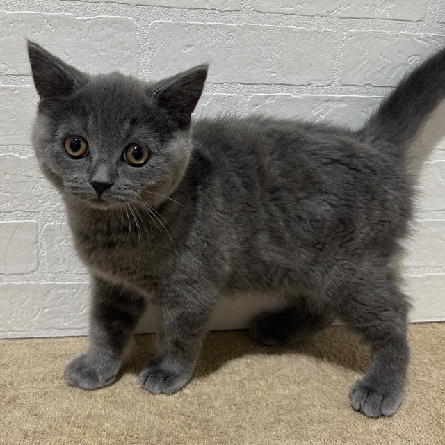 ネコ - 常滑店 | ペッツワン