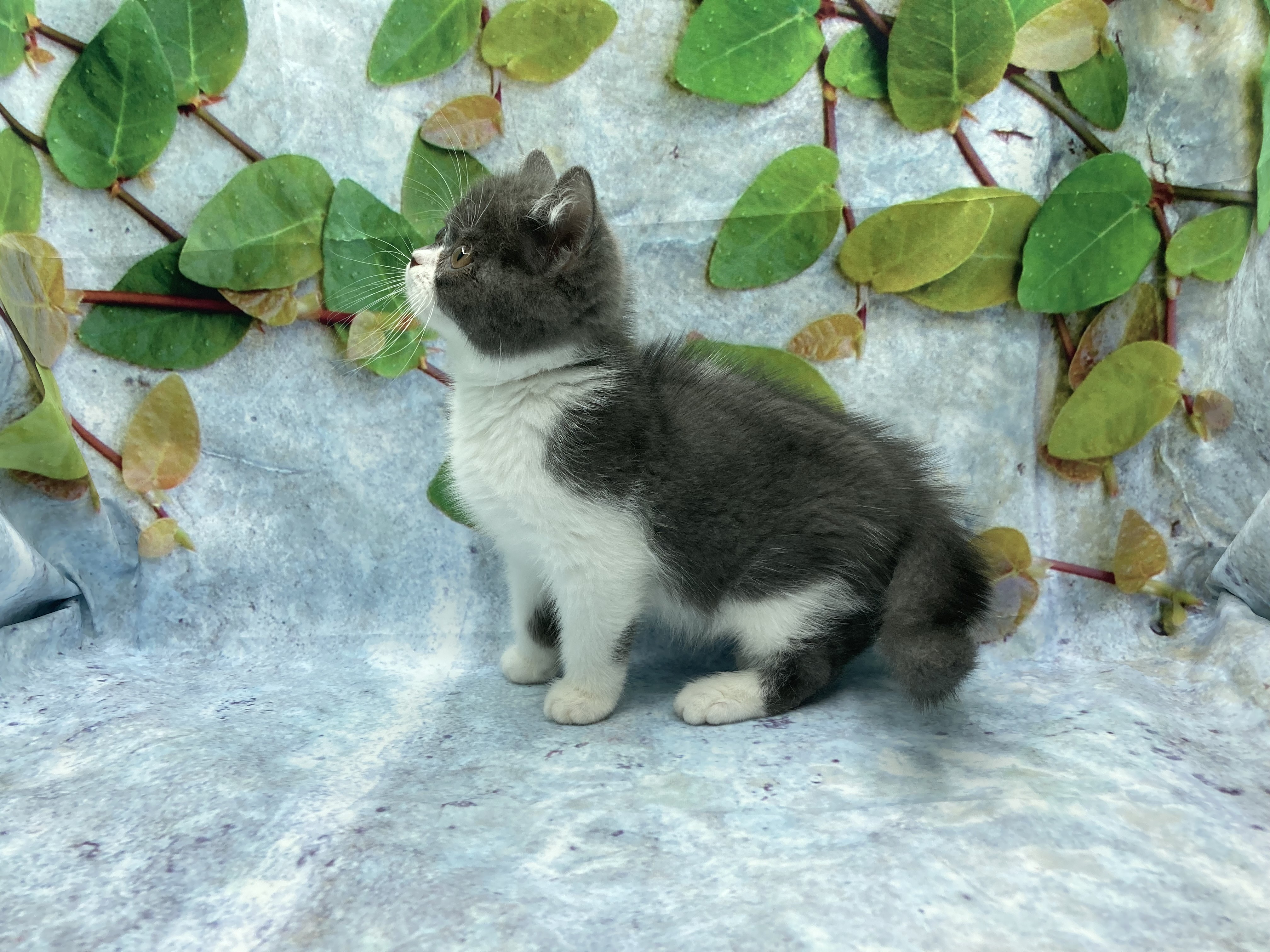 埼玉県のブリティッシュショートヘアー (ペッツワン北本店/2025年9月6日生まれ/男の子/ブルーホワイト)の子猫の3枚目の画像