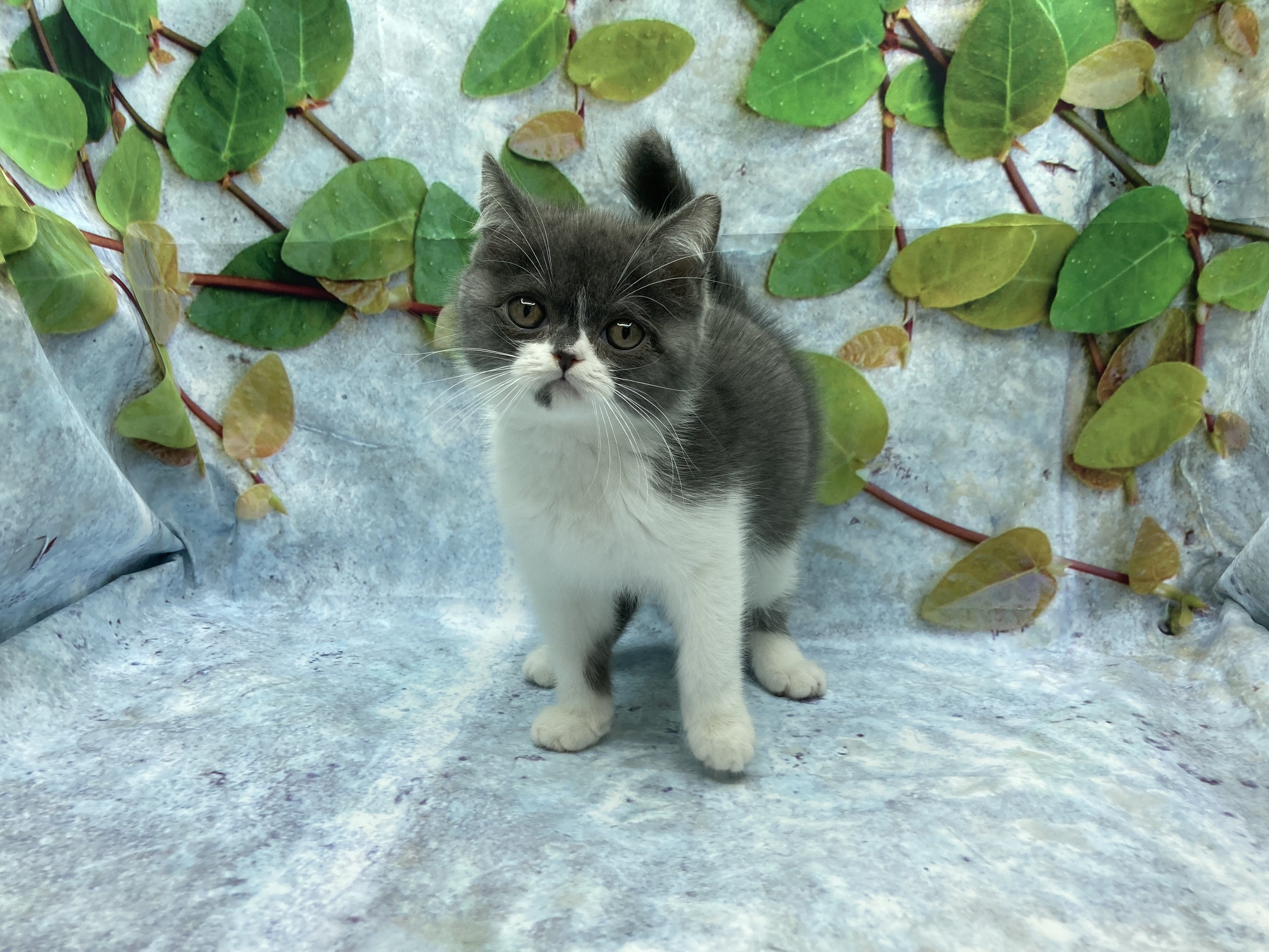 埼玉県のブリティッシュショートヘアー (ペッツワン北本店/2025年9月6日生まれ/男の子/ブルーホワイト)の子猫の2枚目の画像