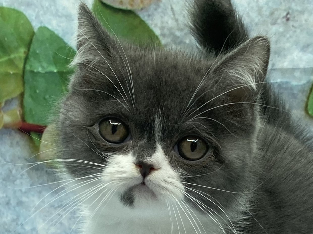 埼玉県のブリティッシュショートヘアー (ペッツワン北本店/2025年9月6日生まれ/男の子/ブルーホワイト)の子猫の1枚目の画像