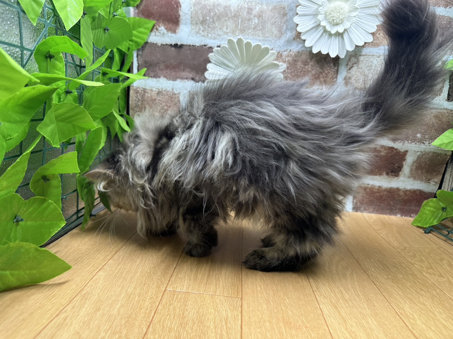 福島県のエキゾチック (ペッツワン白河モール店/2025年7月8日生まれ/男の子/ブラウンタビー)の子猫の3枚目の画像