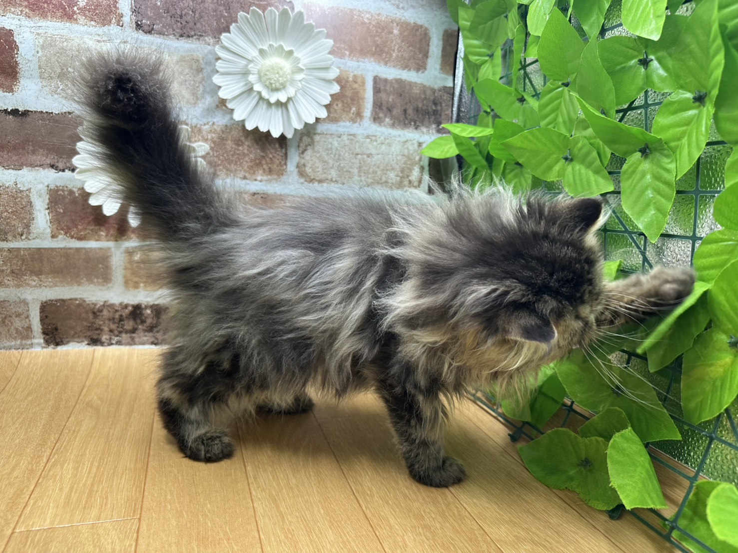 福島県のエキゾチック (ペッツワン白河モール店/2025年7月8日生まれ/男の子/ブラウンタビー)の子猫の2枚目の画像