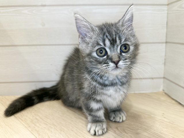 ネコ - 浦和美園店 | ペッツワン