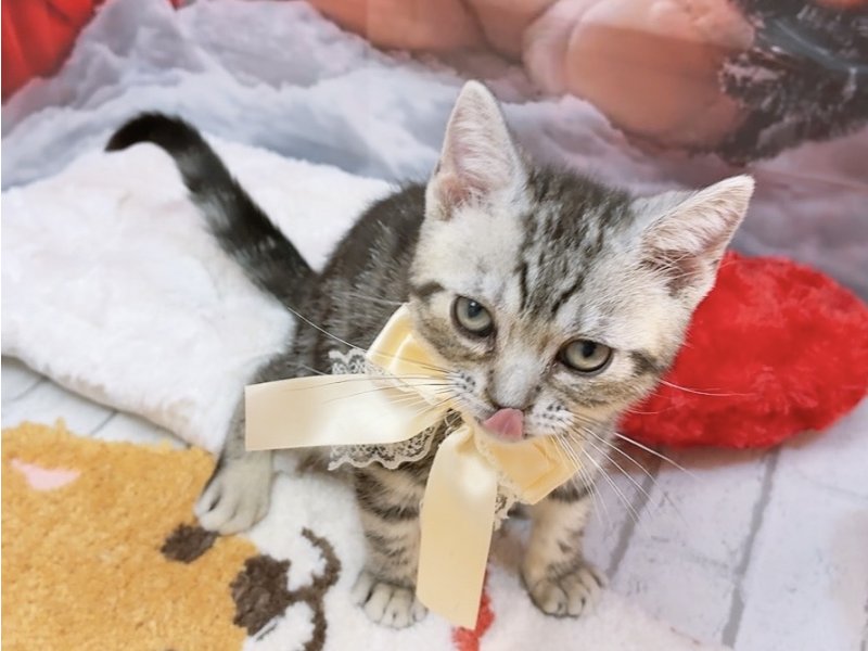 愛知県のアメリカンショートヘアー (ペッツワン豊田四郷店/2025年9月18日生まれ/男の子/シルバータビー)の子猫の2枚目の画像
