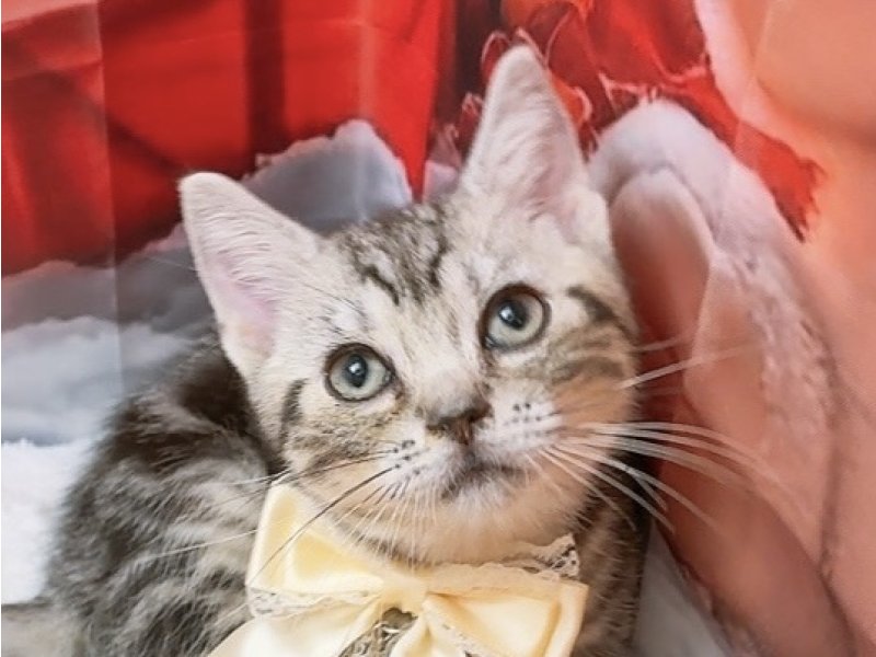 愛知県のアメリカンショートヘアー (ペッツワン豊田四郷店/2025年9月18日生まれ/男の子/シルバータビー)の子猫の1枚目の画像