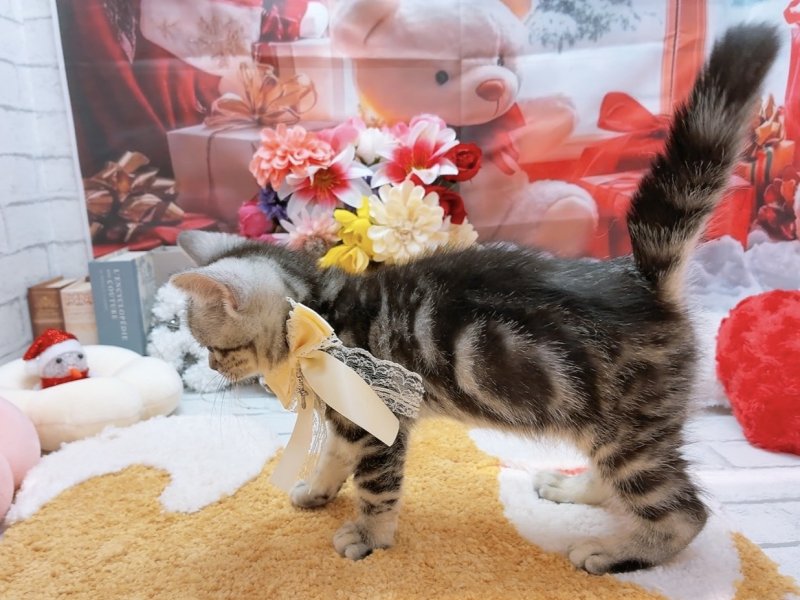 愛知県のアメリカンショートヘアー (ペッツワン豊田四郷店/2025年9月18日生まれ/男の子/シルバータビー)の子猫の3枚目の画像