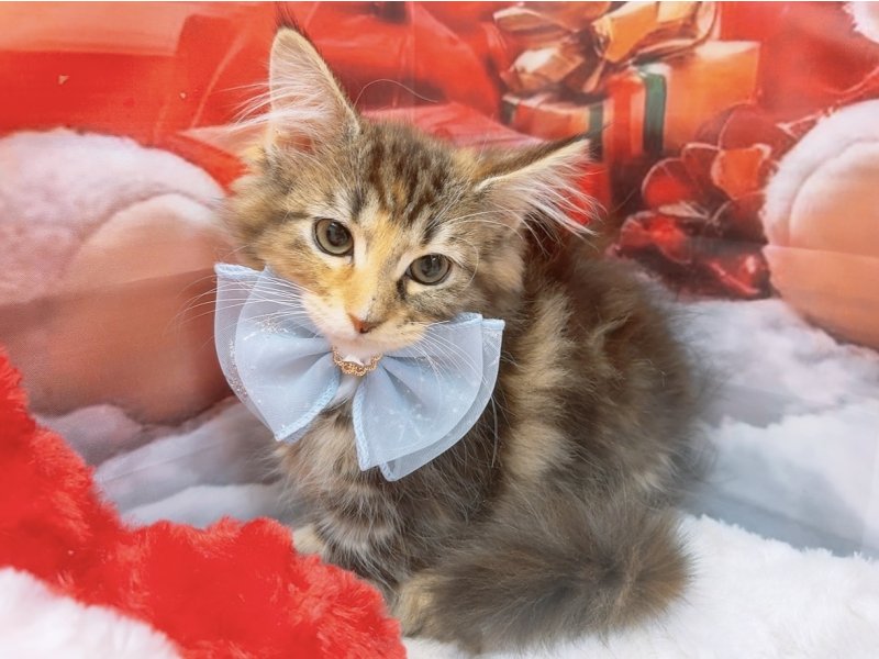 愛知県のノルウェージャンフォレストキャット (ペッツワン豊田四郷店/2025年9月24日生まれ/女の子/ブラウンパッチドタビーホワイト)の子猫の2枚目の画像