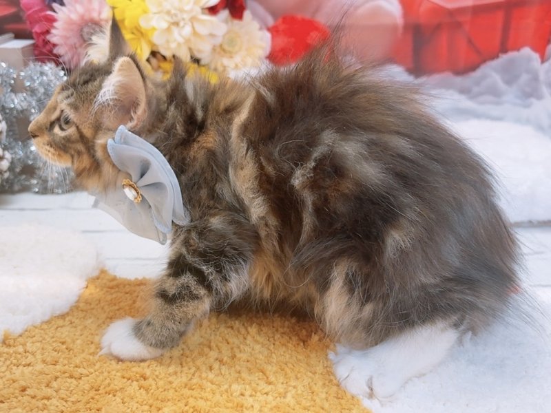 愛知県のノルウェージャンフォレストキャット (ペッツワン豊田四郷店/2025年9月24日生まれ/女の子/ブラウンパッチドタビーホワイト)の子猫の3枚目の画像