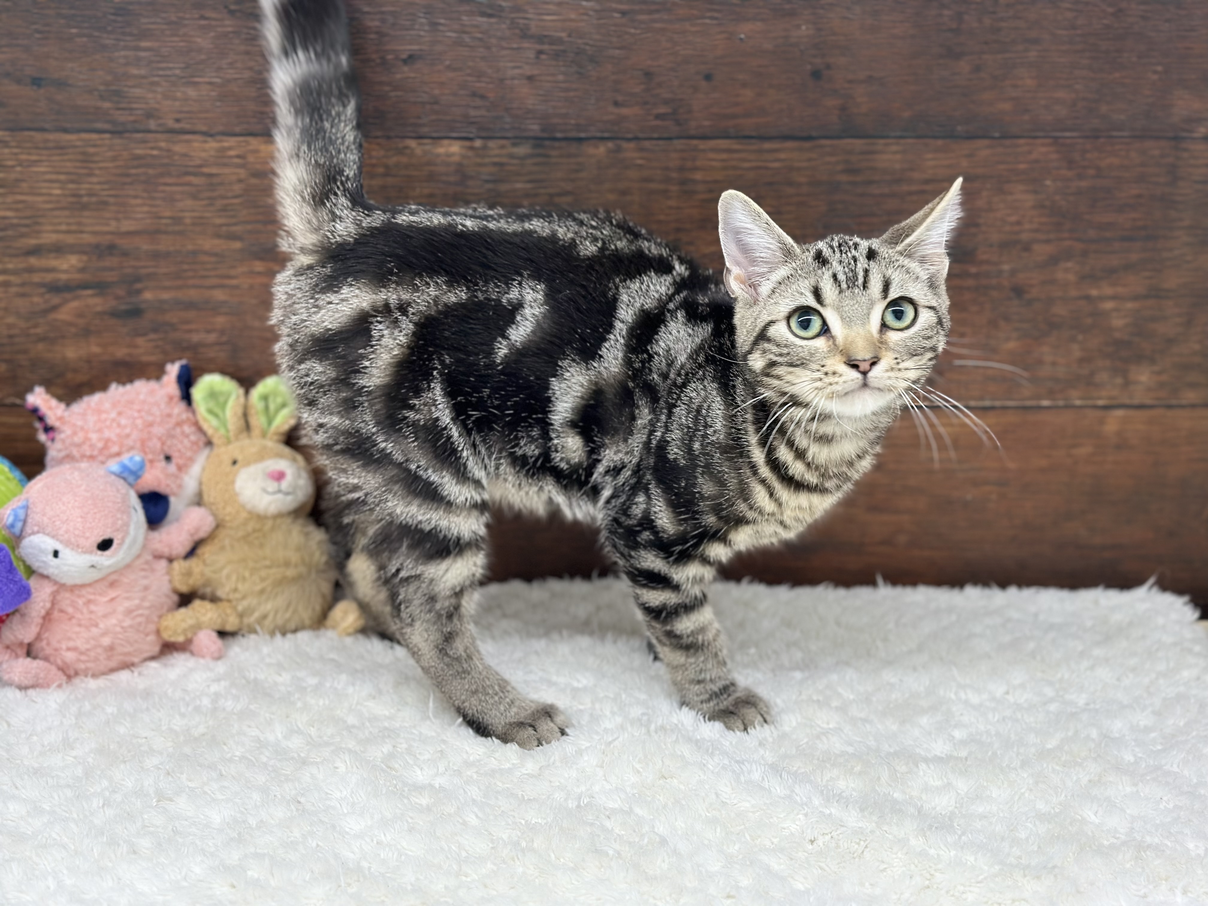 愛知県のアメリカンショートヘアー (ペッツワン名古屋大高インター店/2025年7月30日生まれ/男の子/ブラウンタビー)の子猫の3枚目の画像